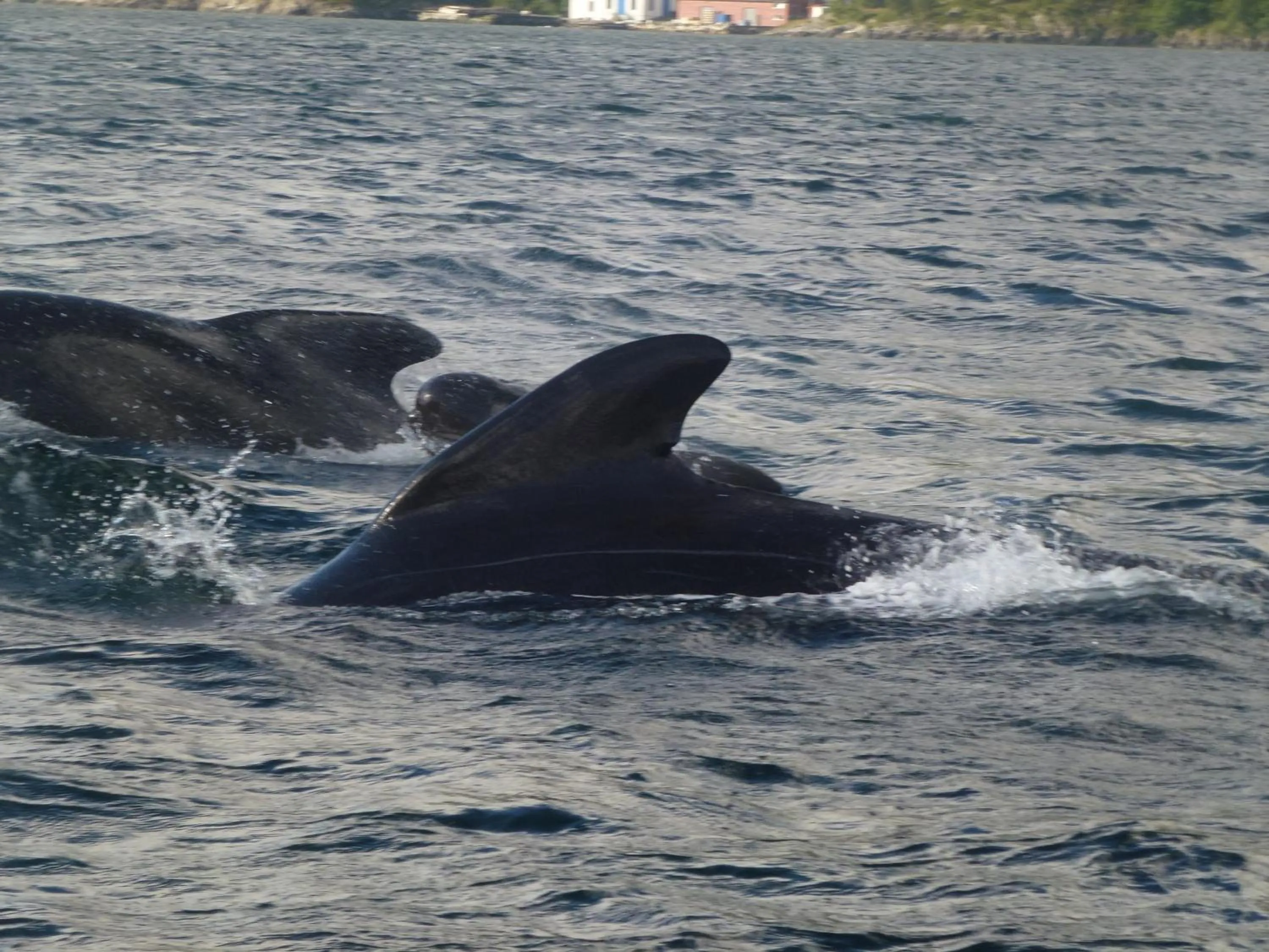 Animals in Langenuen Motel & Camping