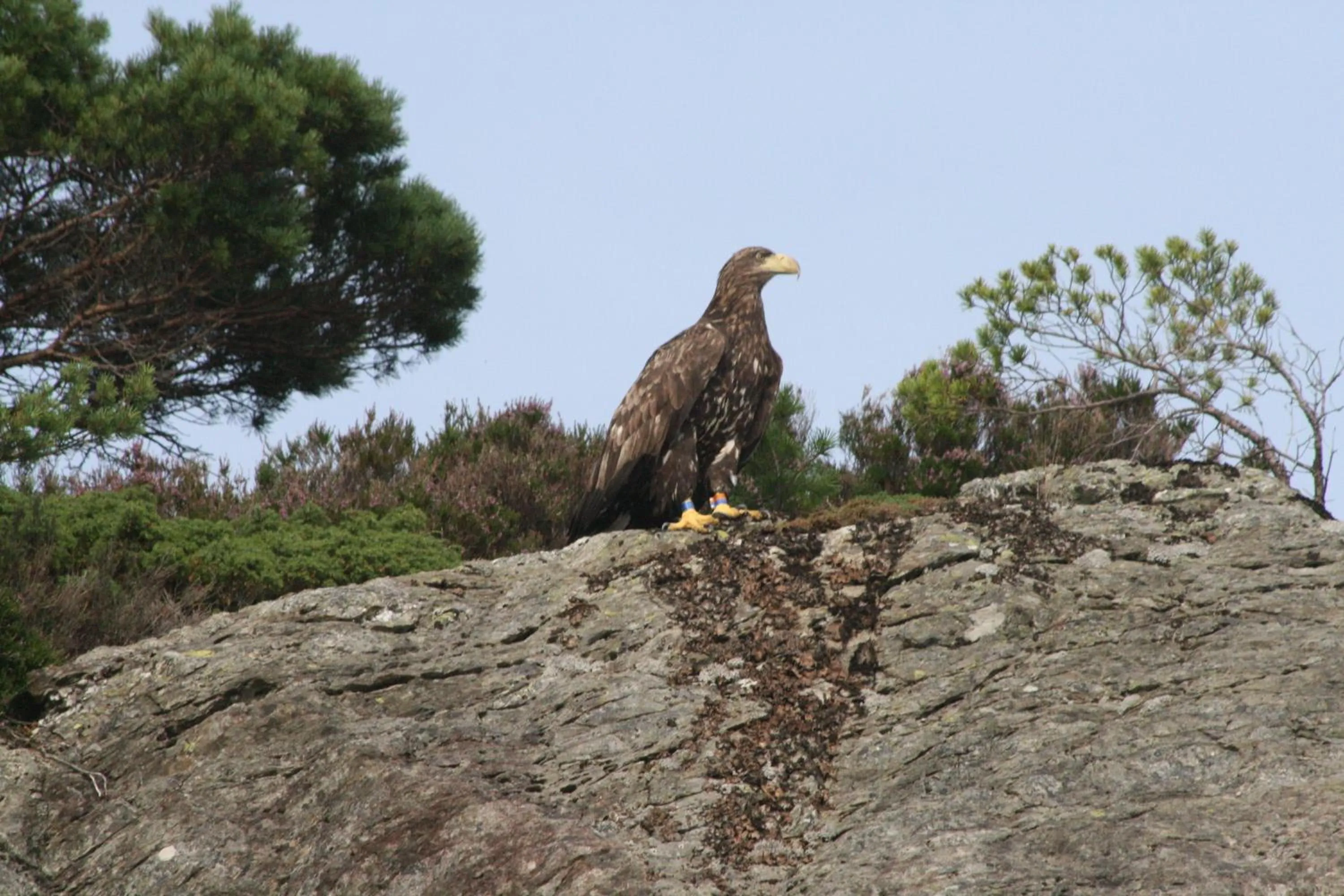 Animals in Langenuen Motel & Camping