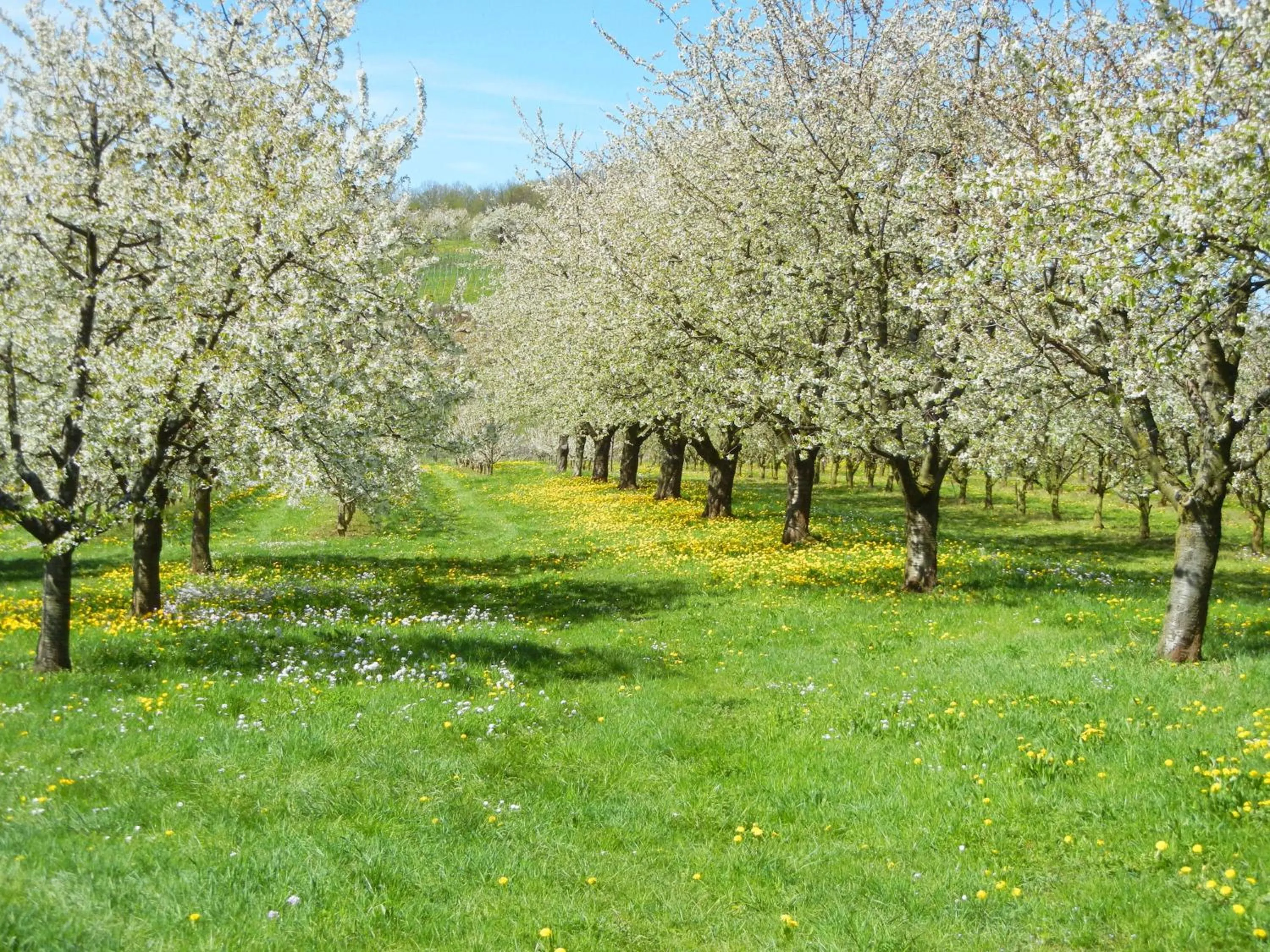 Garden in Haus am Blauenbach