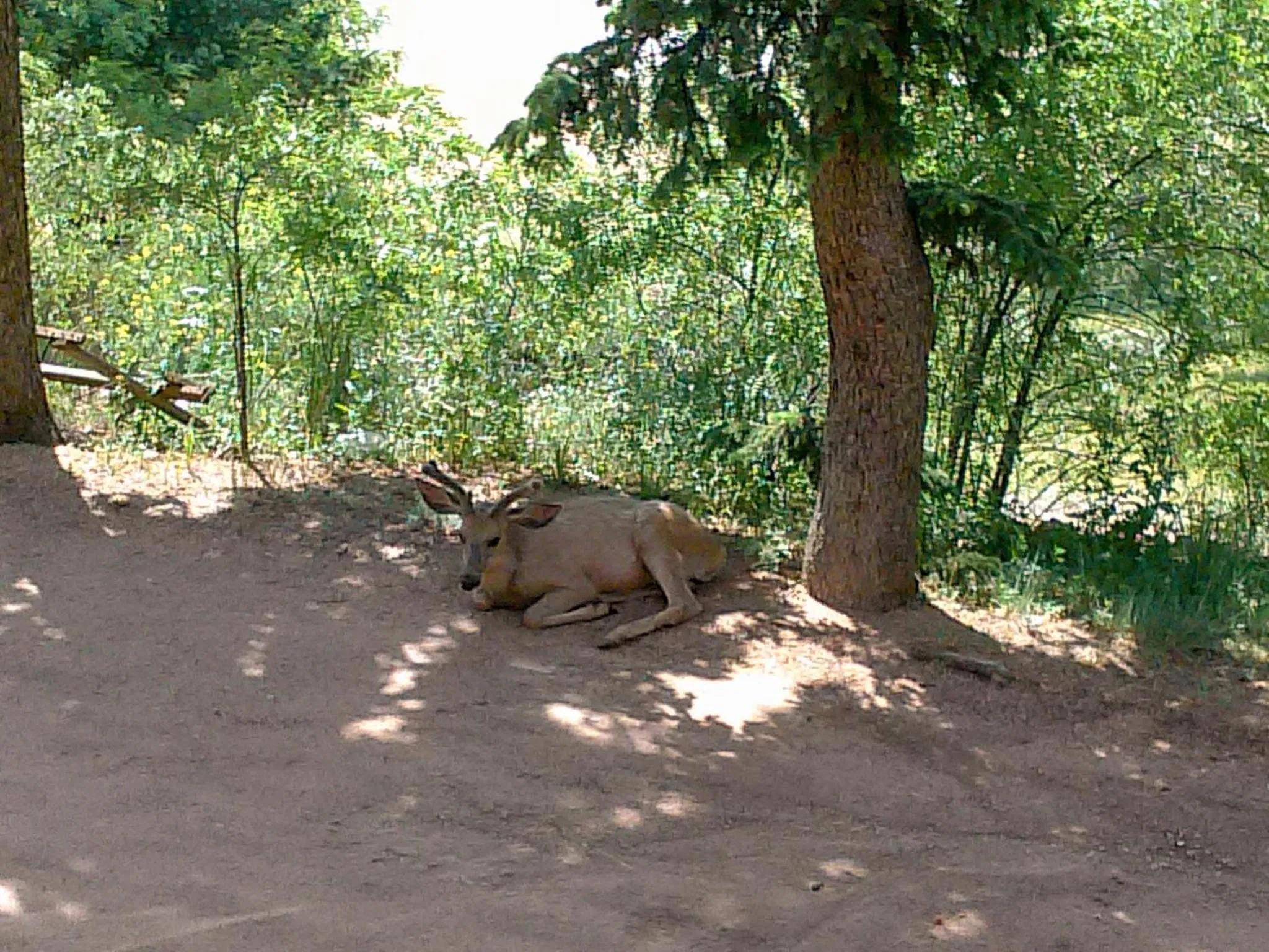 Animals in Green Mountain Falls Lodge