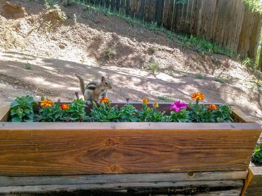 Animals in Green Mountain Falls Lodge