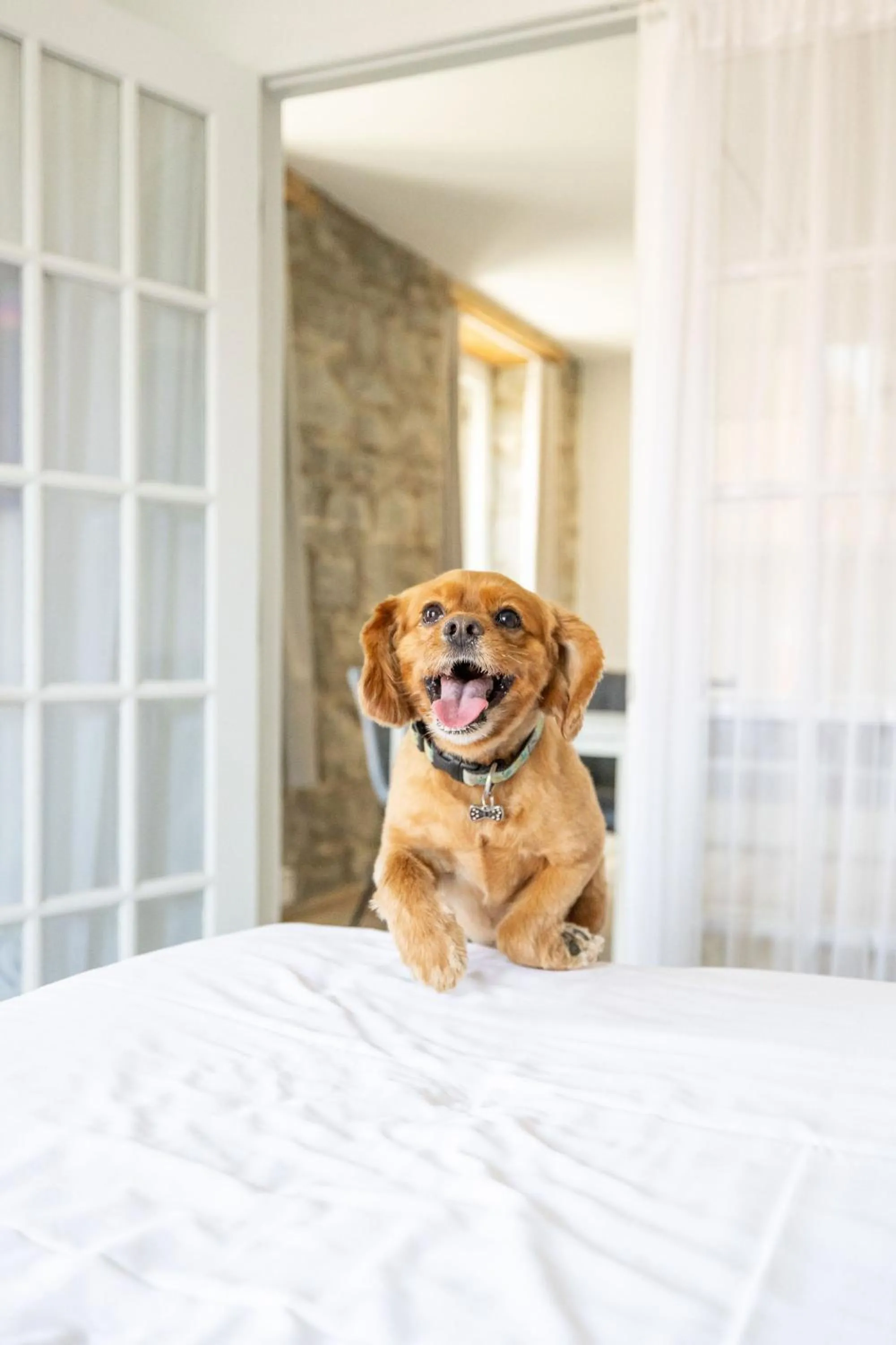 Pets in Hotel Port-Royal