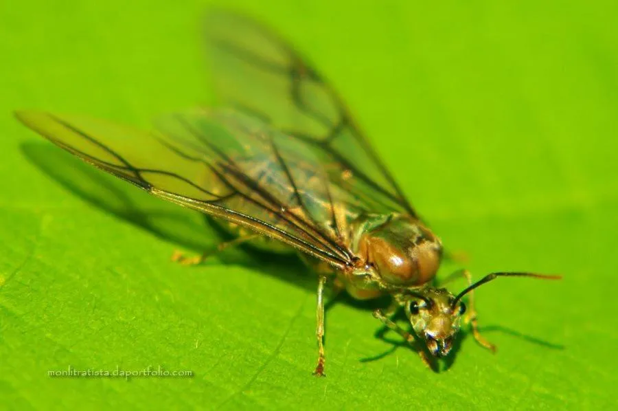 Property building in The Duyan House at Sinagtala Resort