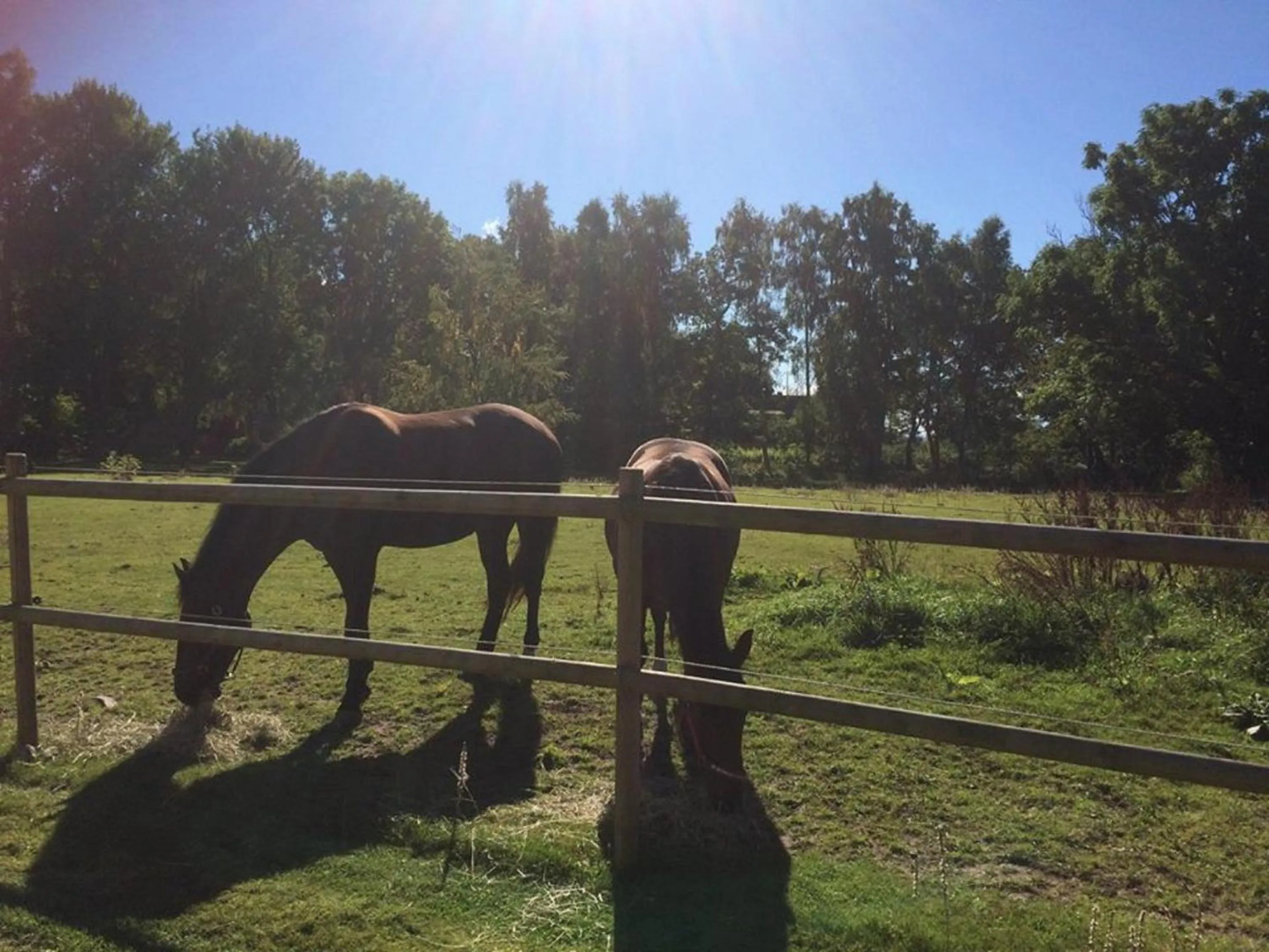 Pets in Gånarps rum och Stuguthyrning