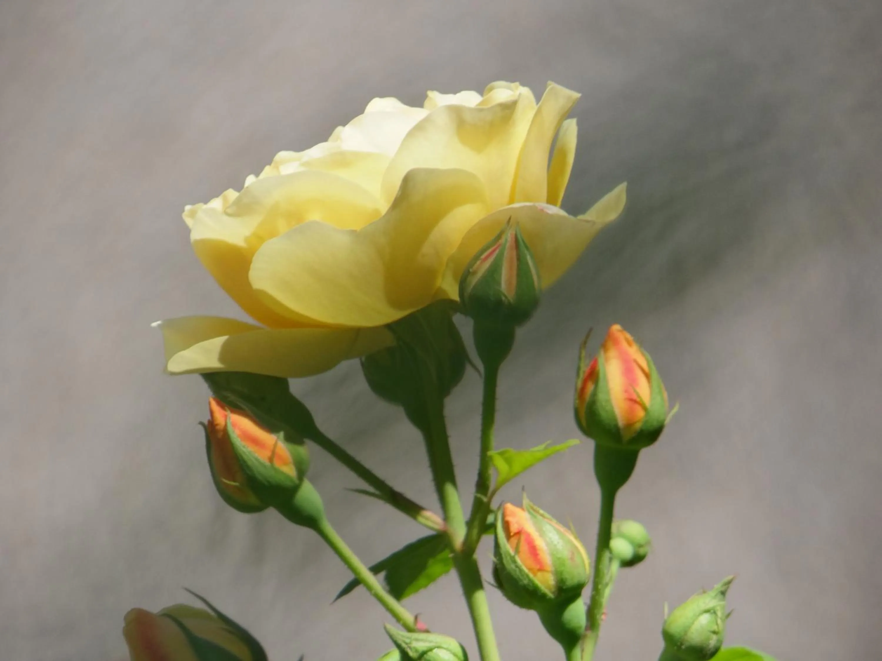 Garden view in Agterplaas Guesthouse Pty Ltd