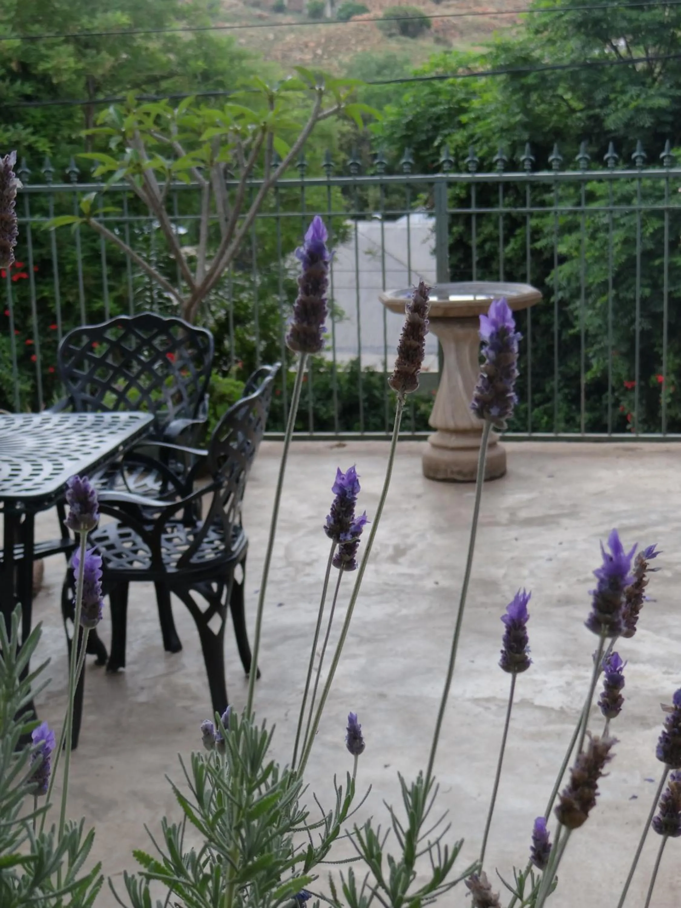 Balcony/Terrace in Agterplaas Guesthouse Pty Ltd