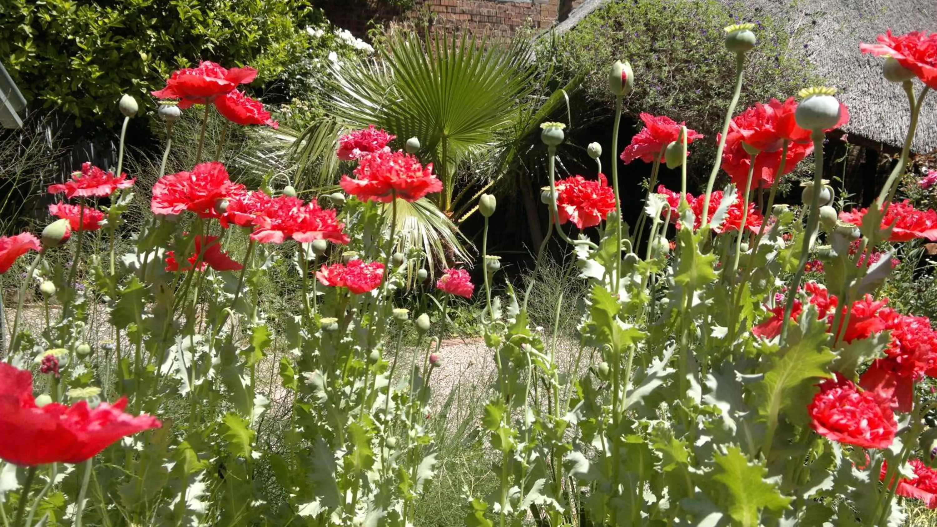 Spring in Agterplaas Guesthouse Pty Ltd