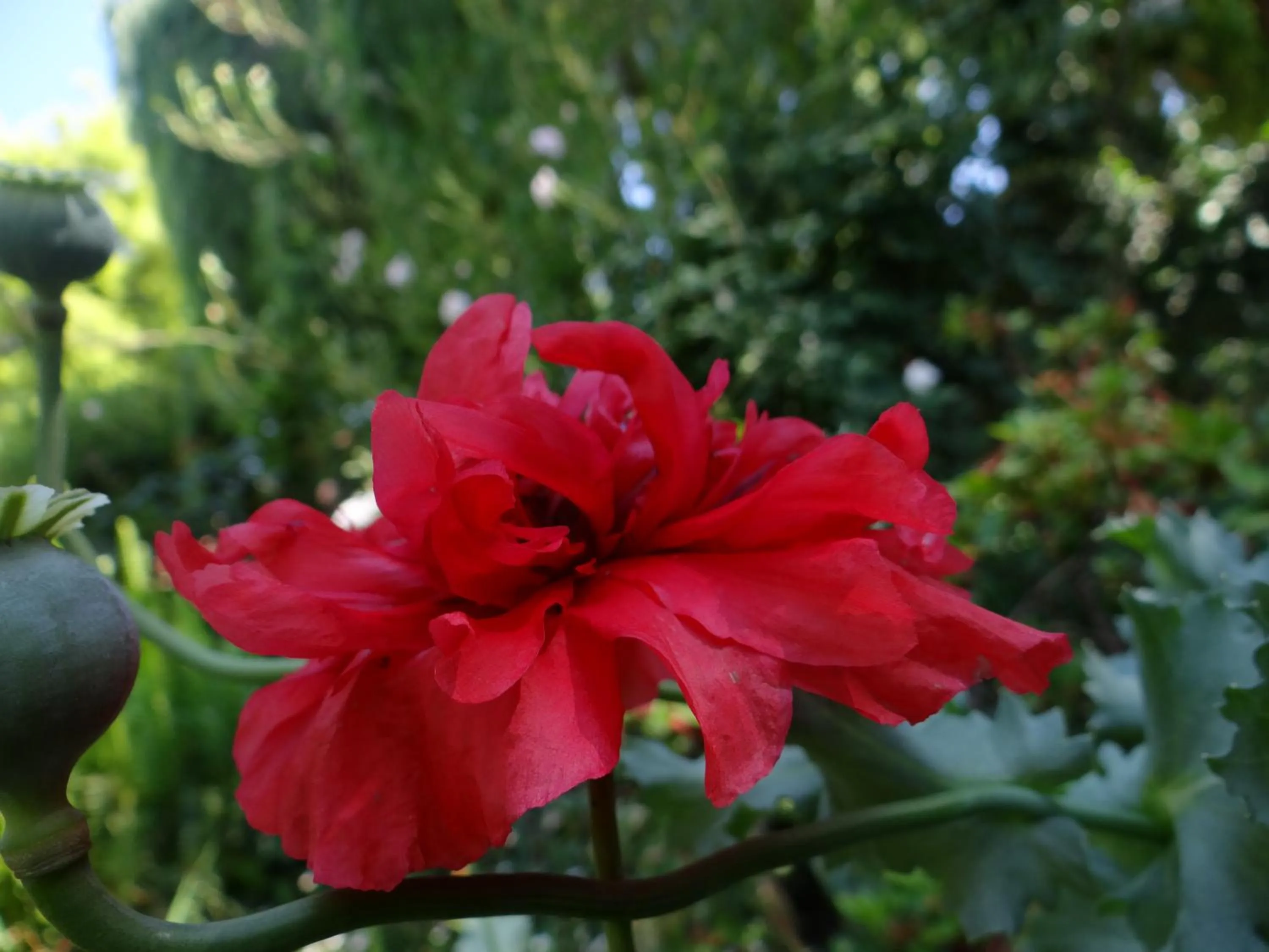 Garden in Agterplaas Guesthouse Pty Ltd