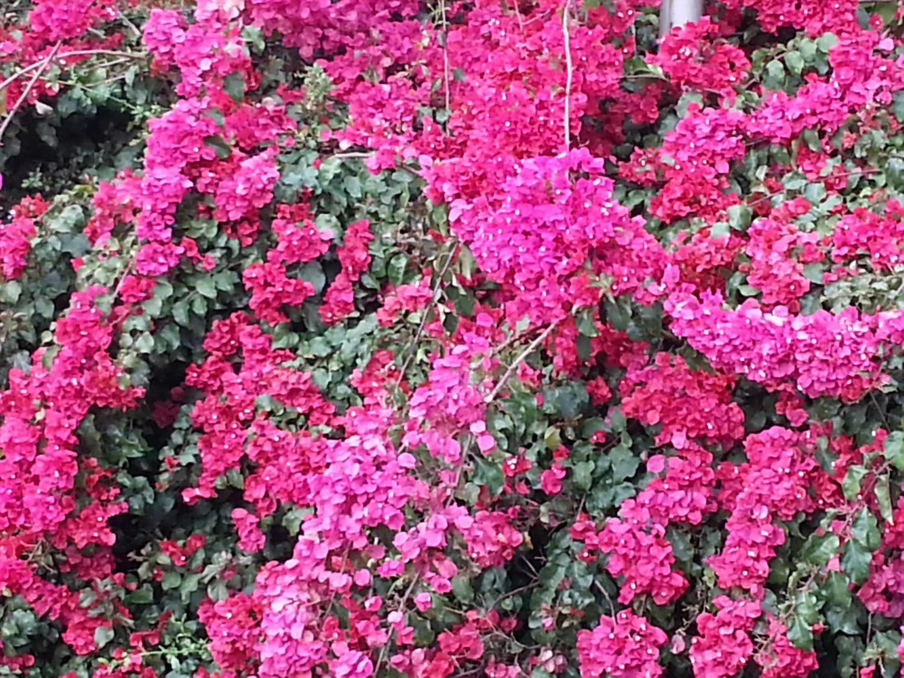 Garden in Agterplaas Guesthouse Pty Ltd