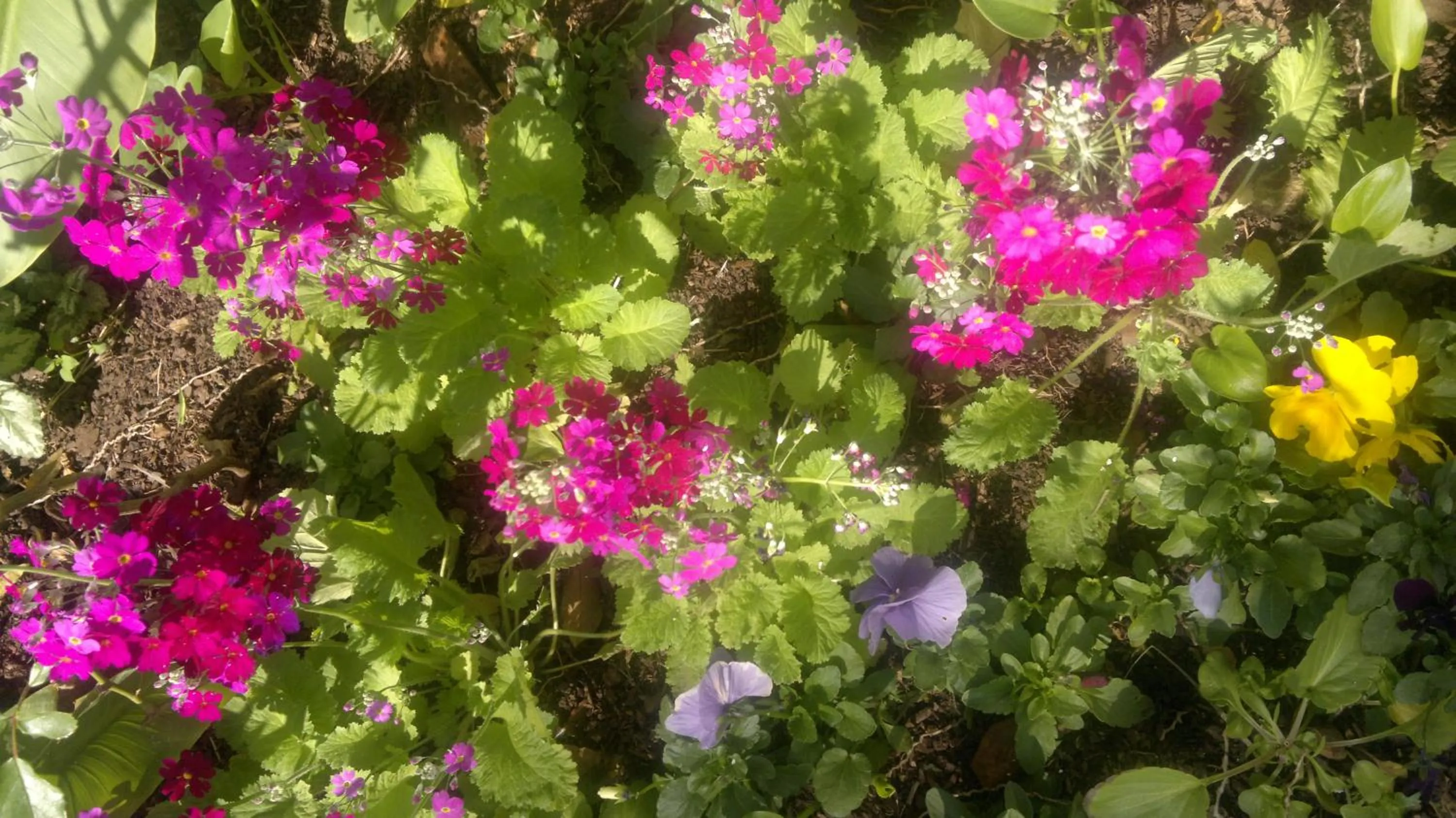 Spring in Agterplaas Guesthouse Pty Ltd