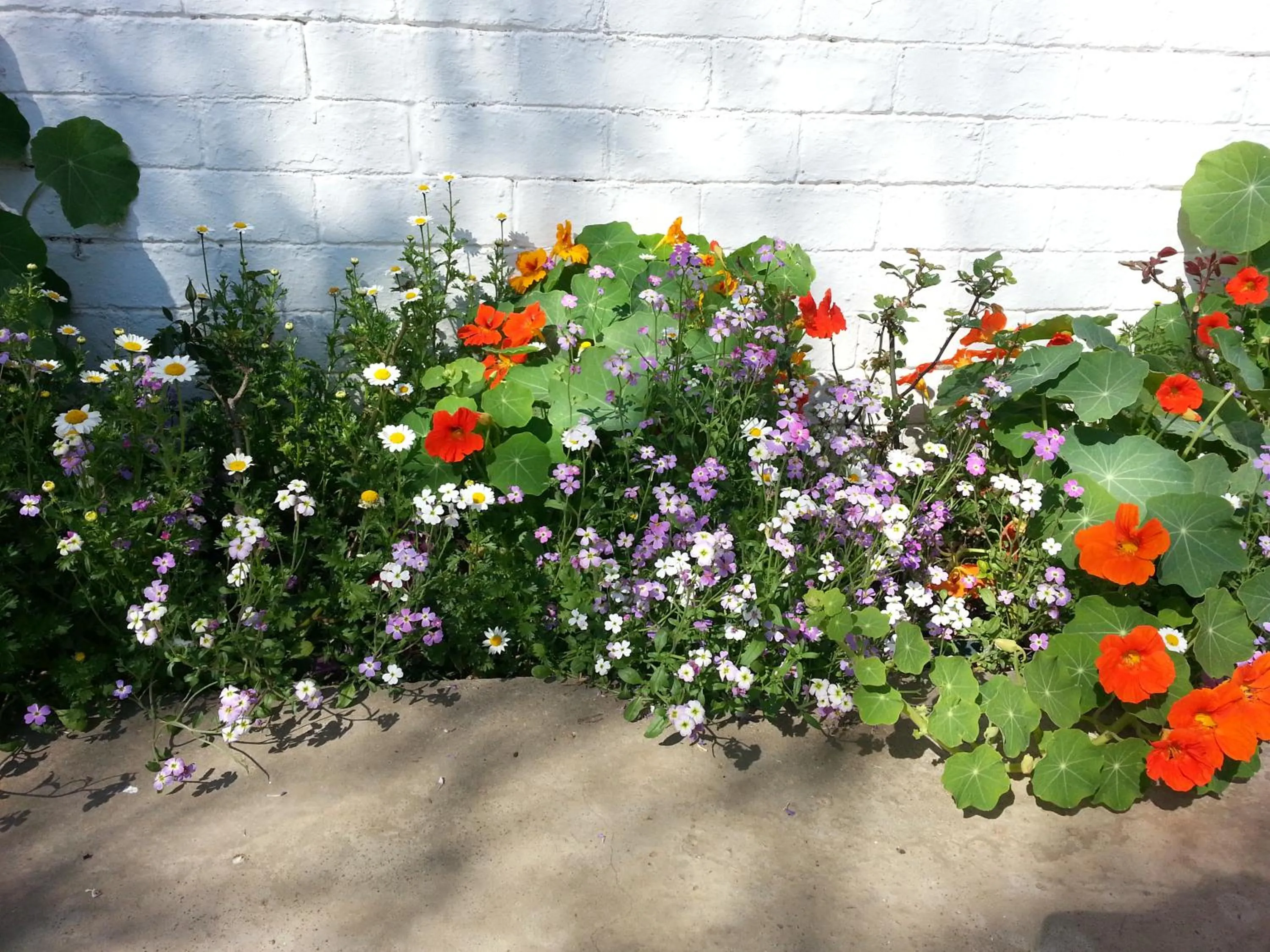 Garden in Agterplaas Guesthouse Pty Ltd