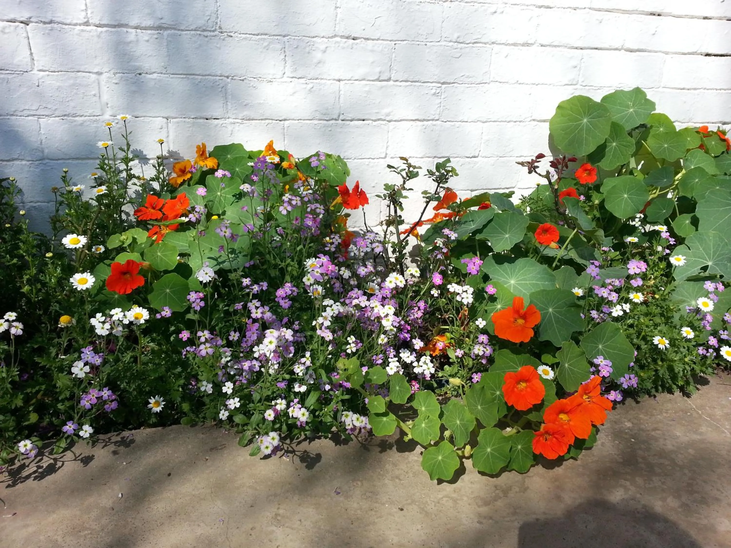 Garden in Agterplaas Guesthouse Pty Ltd