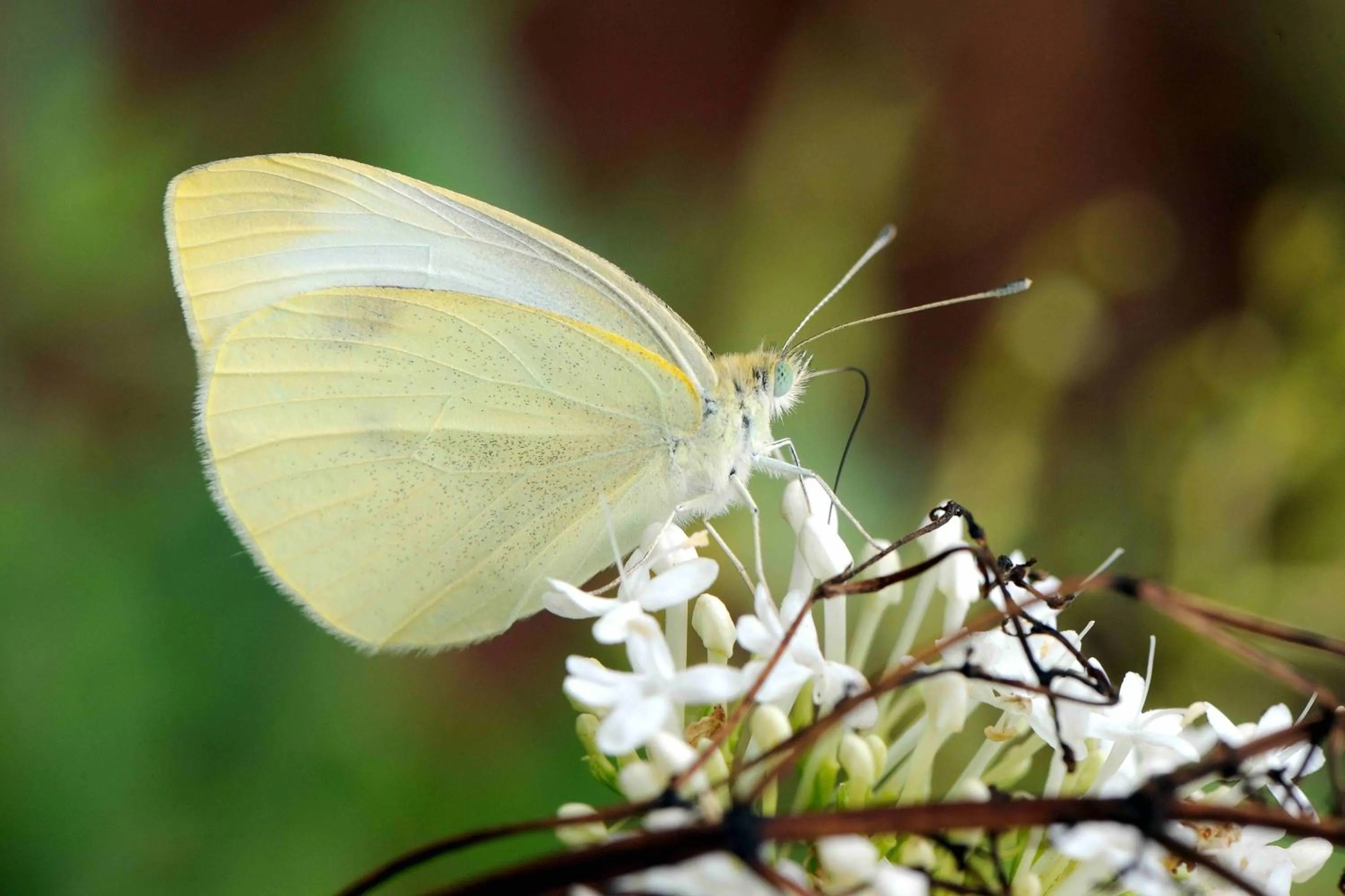 Garden in Quinta Santo Antonio Da Serra