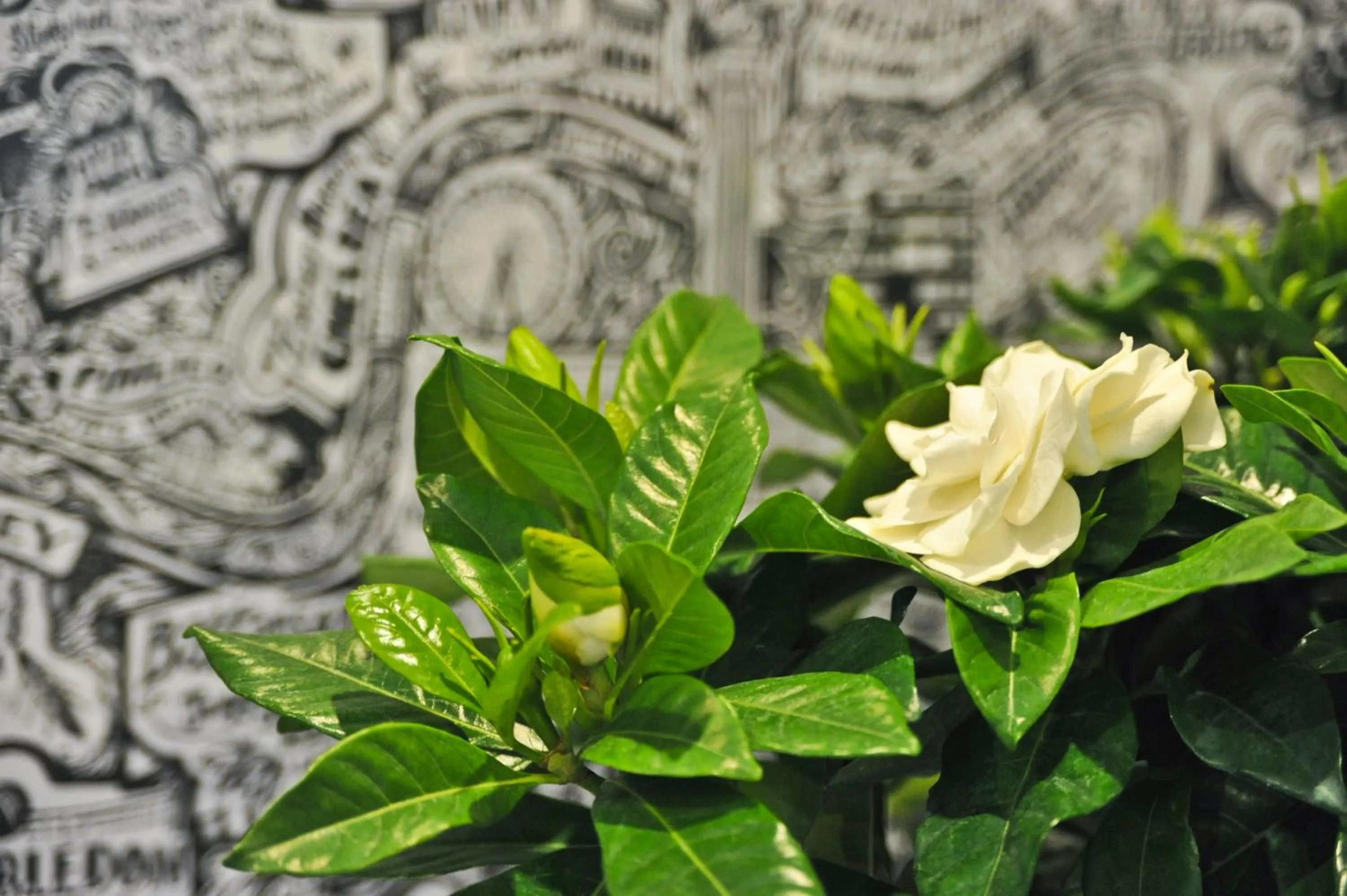Decorative detail in Agrinio ART Suites