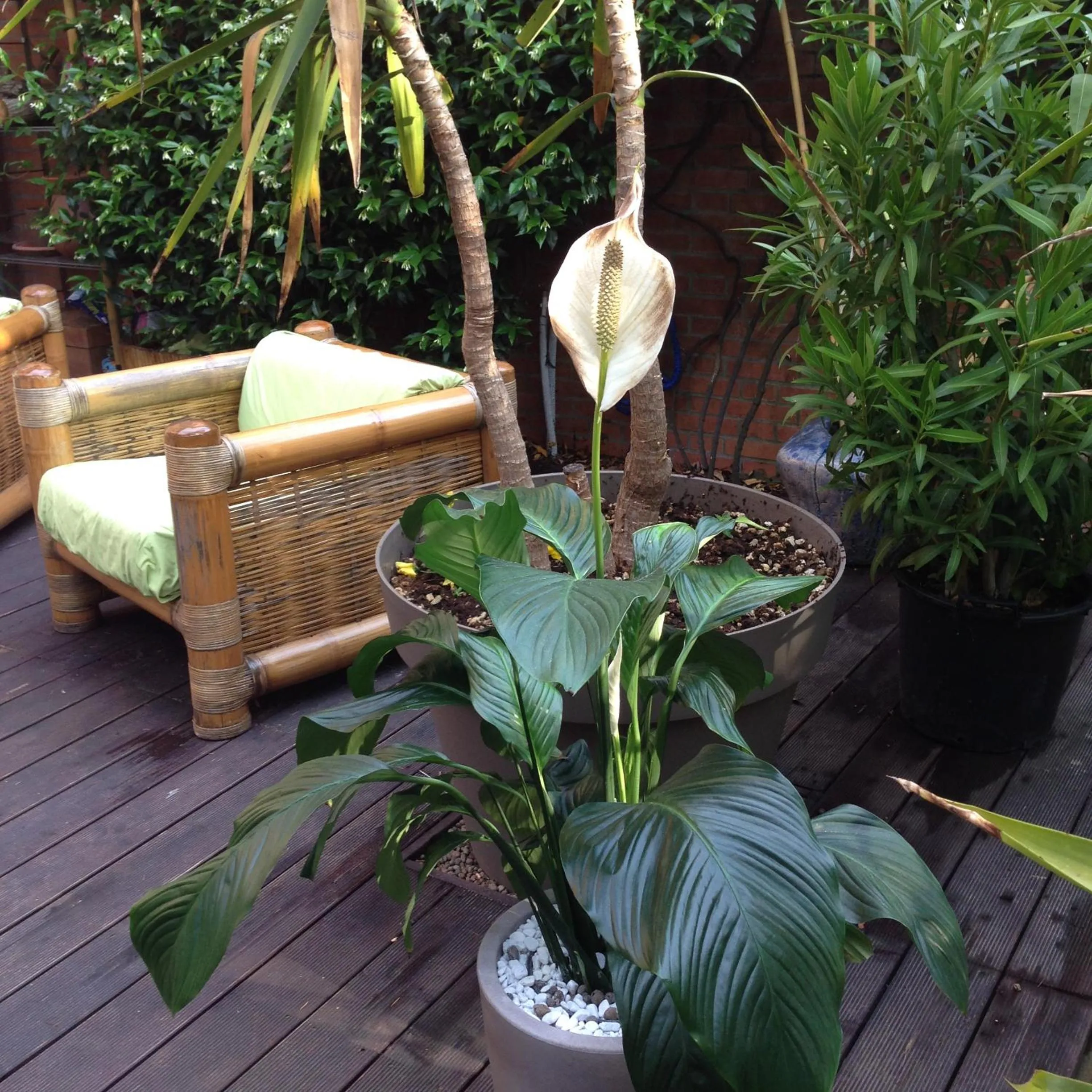 Garden in B&B Il Picchio