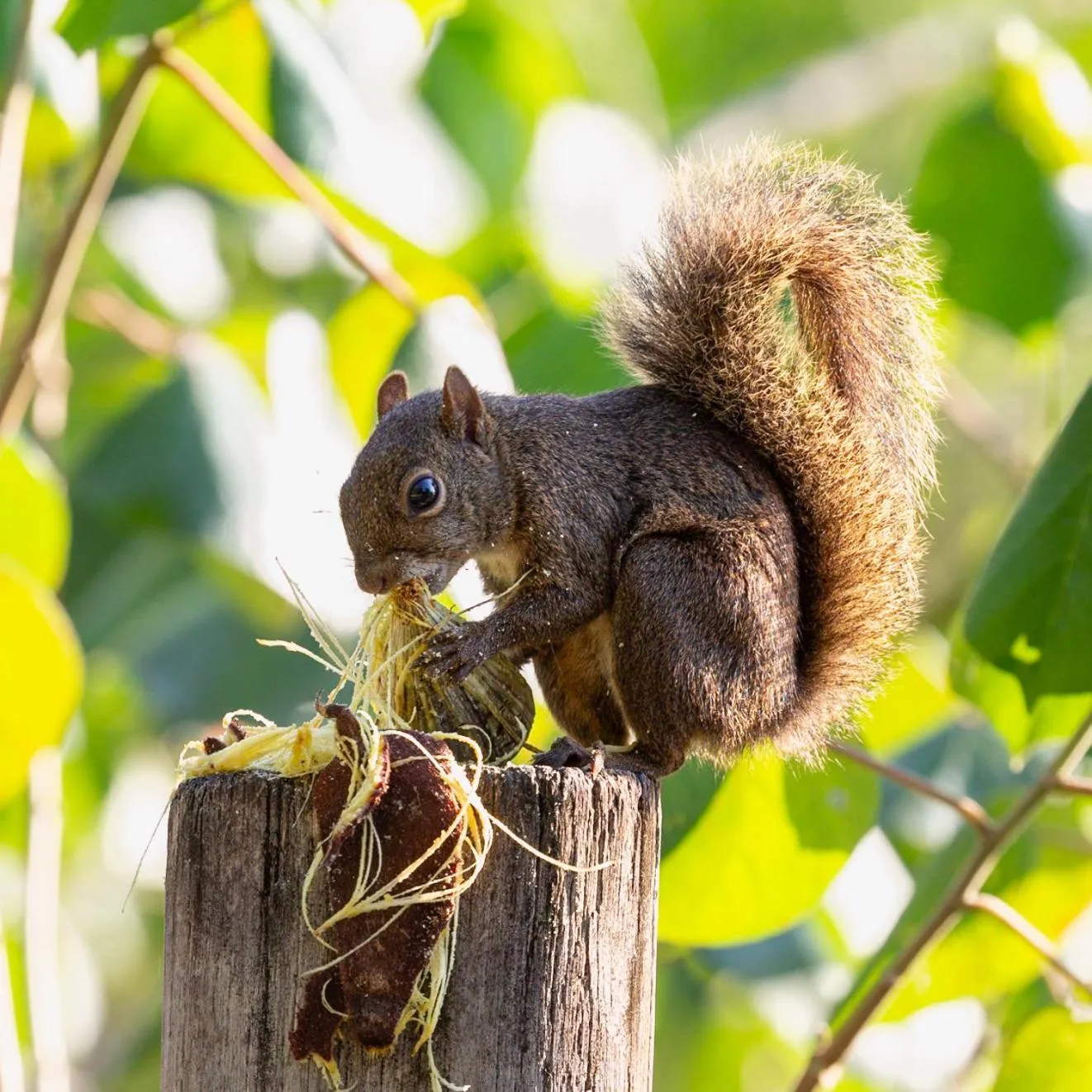 Animals in Itamambuca Eco Resort