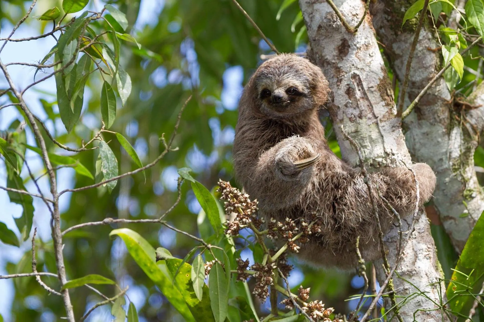 Animals in Itamambuca Eco Resort