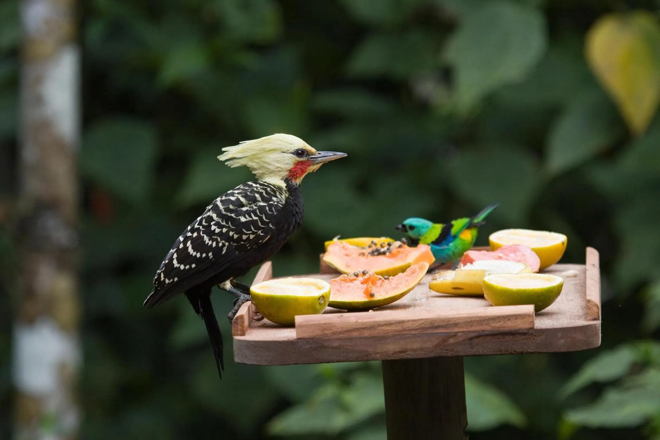 Animals in Itamambuca Eco Resort