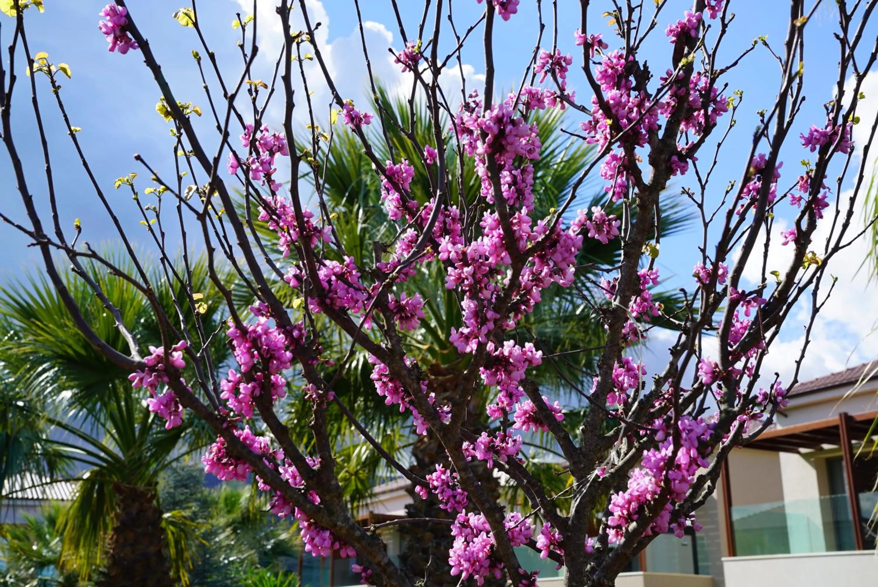 Spring in Almyros Beach
