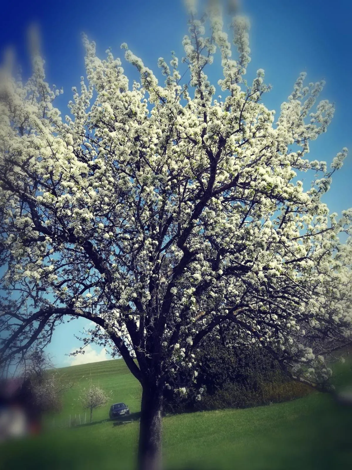 Garden view in Pension Irlingerhof