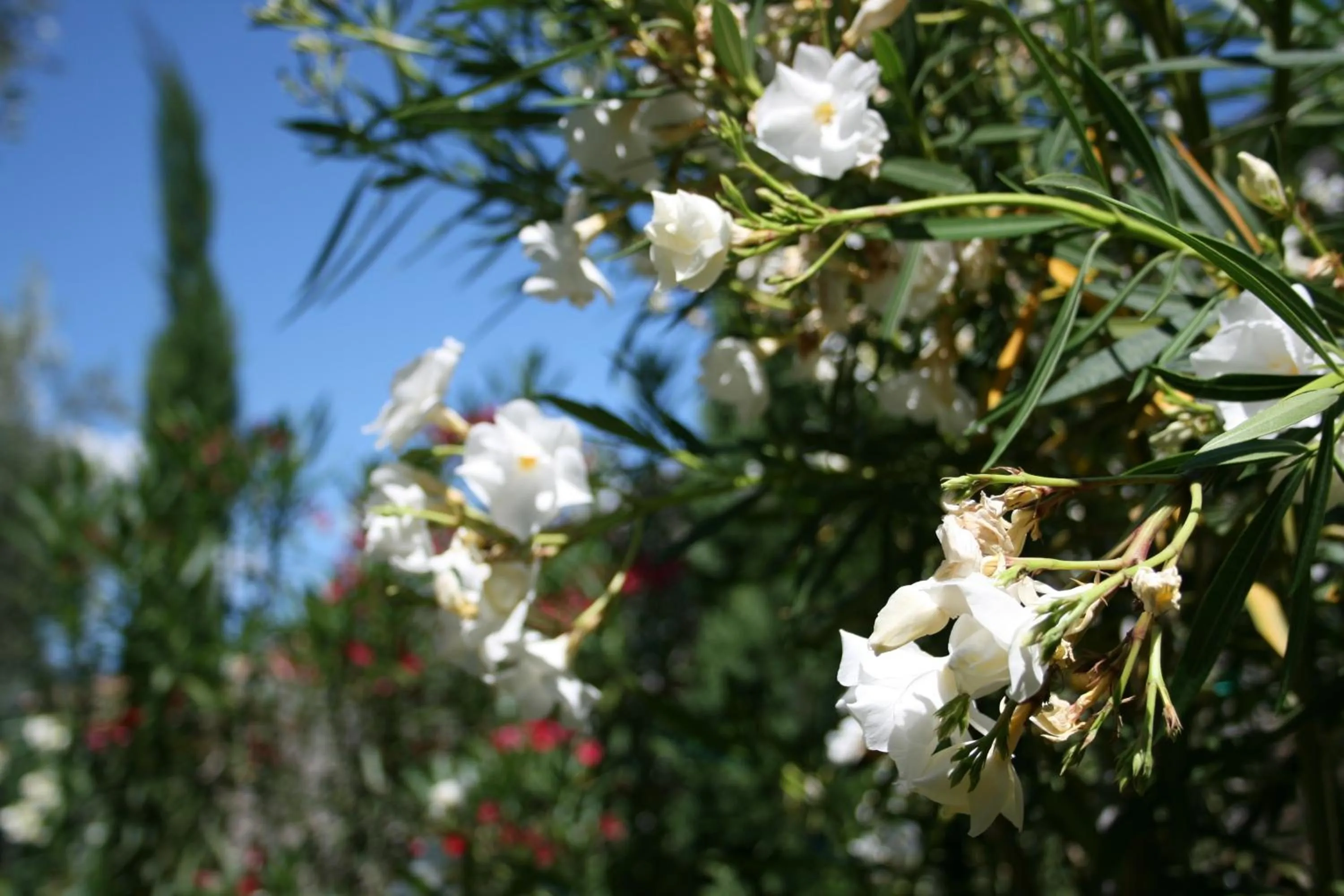 Day in Hotel Catullo