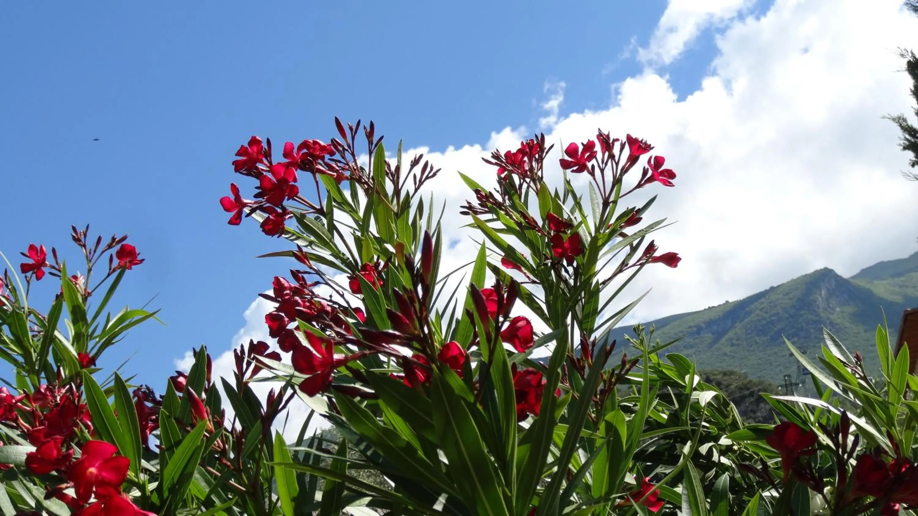 Garden in Hotel Catullo
