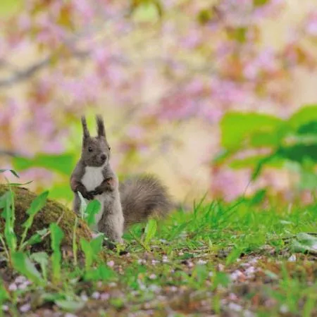 Natural landscape in Log Hotel The Maple Lodge