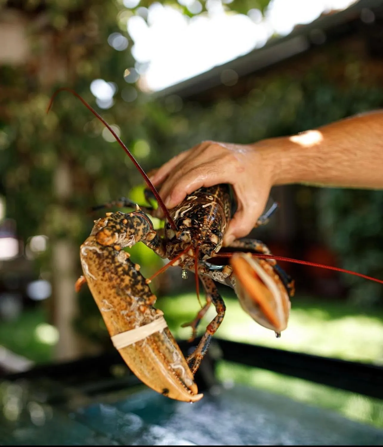 Food in Hotel Admiral