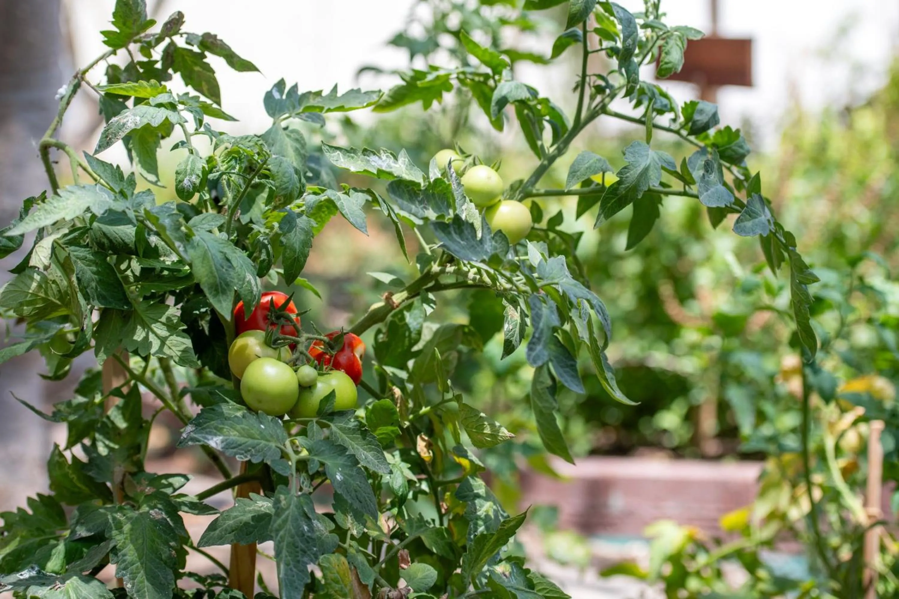 Other in The Ritz-Carlton, Doha