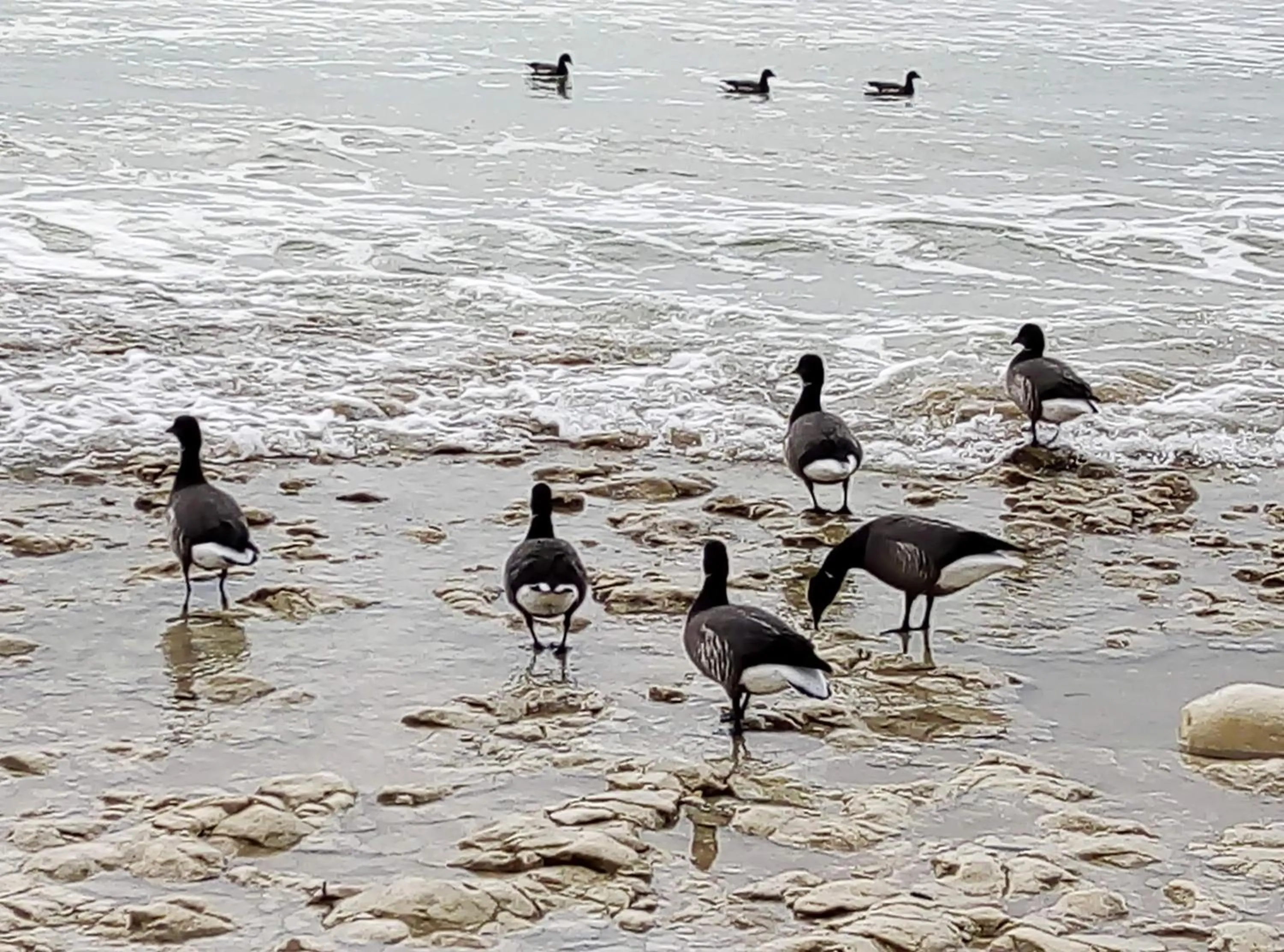 Natural landscape in Les Bois Flottés en Ré