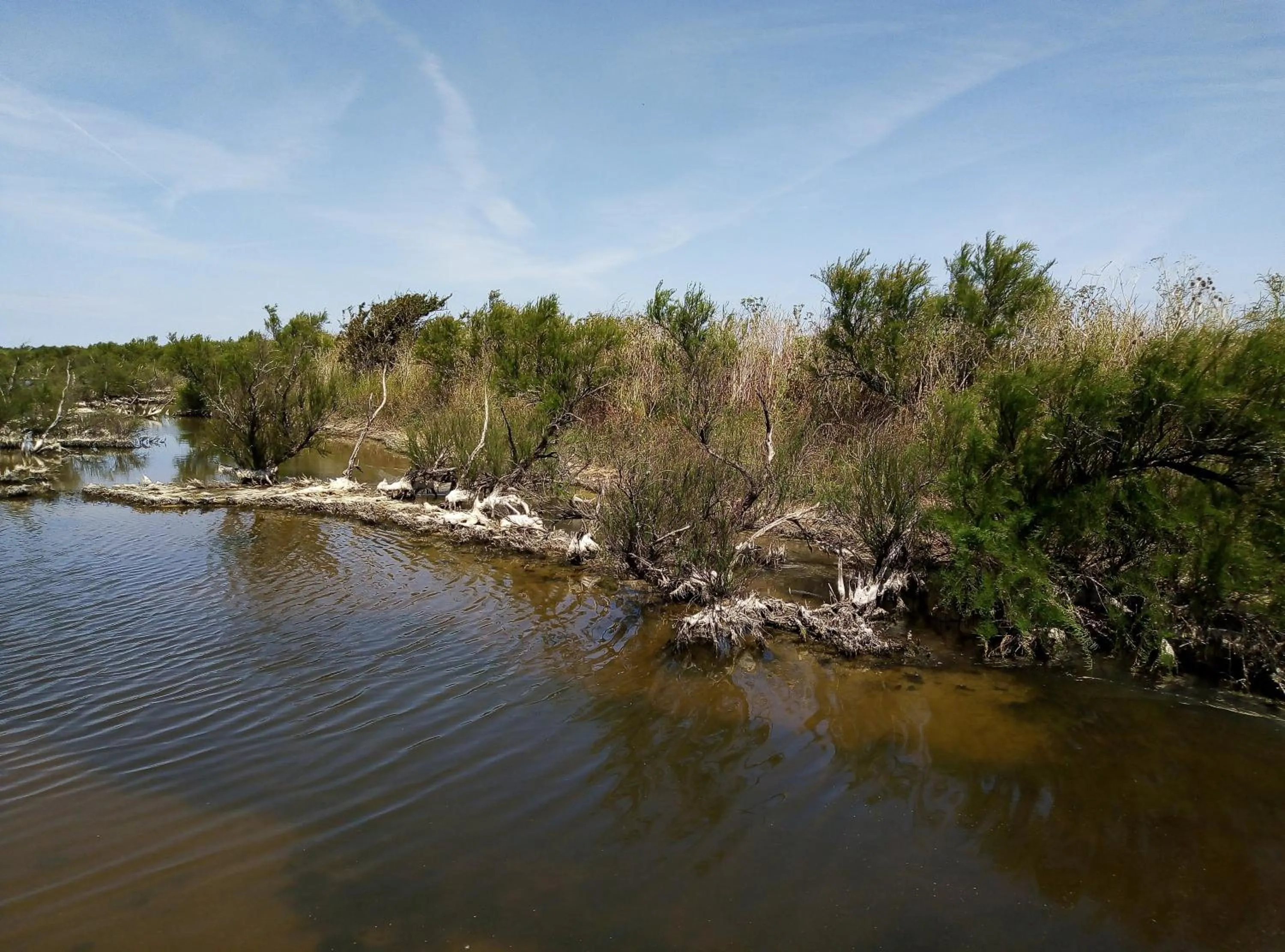 Natural landscape in Les Bois Flottés en Ré