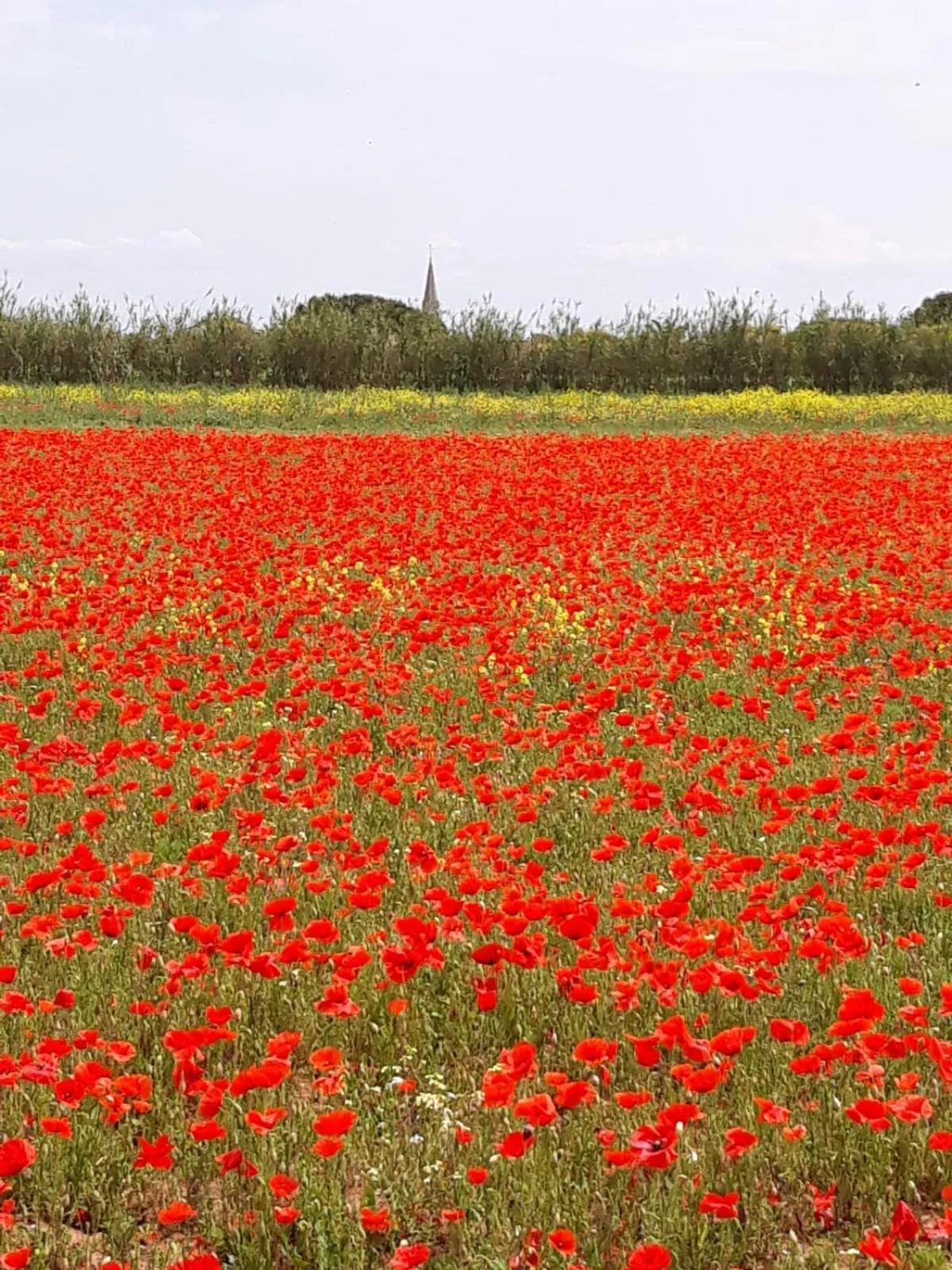 Natural landscape in Les Bois Flottés en Ré