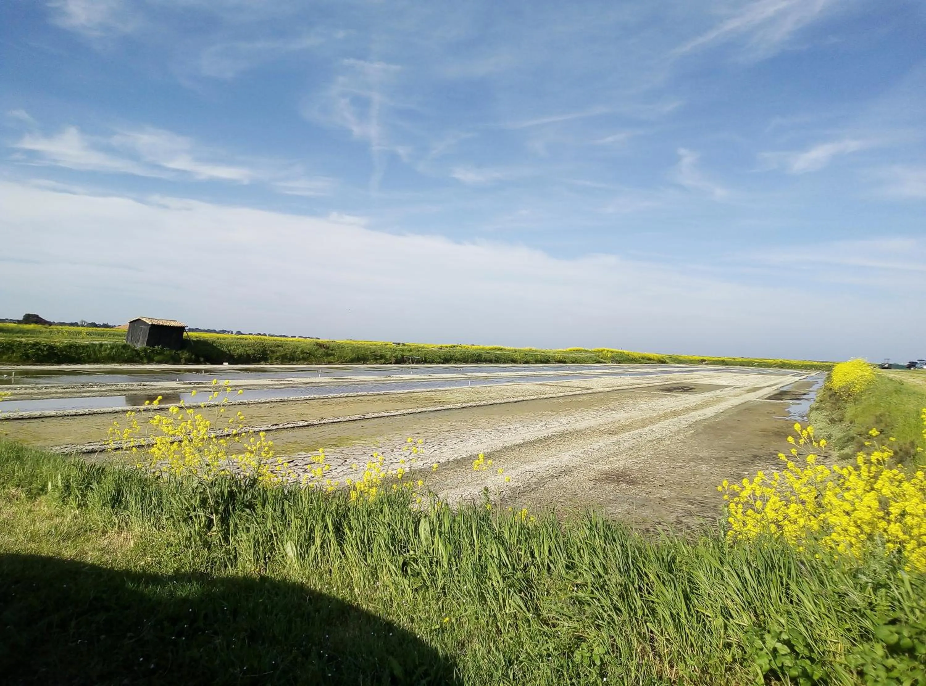 Natural landscape in Les Bois Flottés en Ré