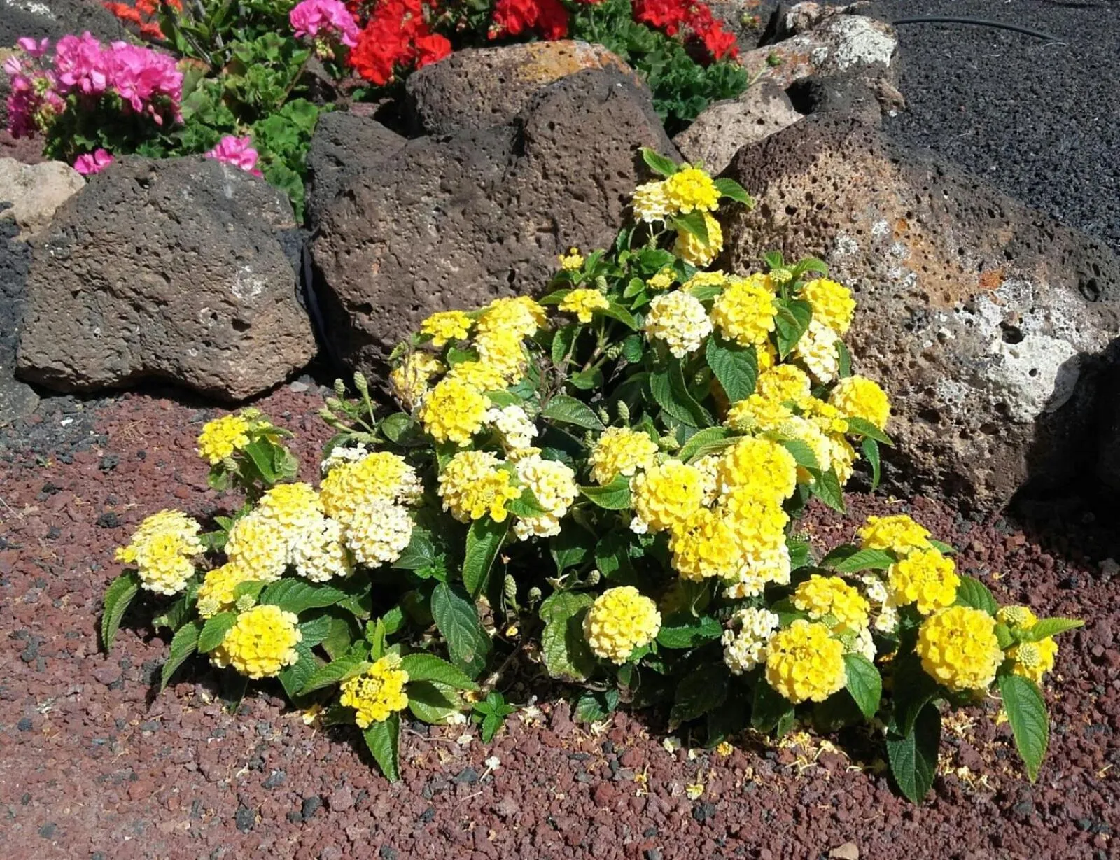 Garden in VIK Coral Beach