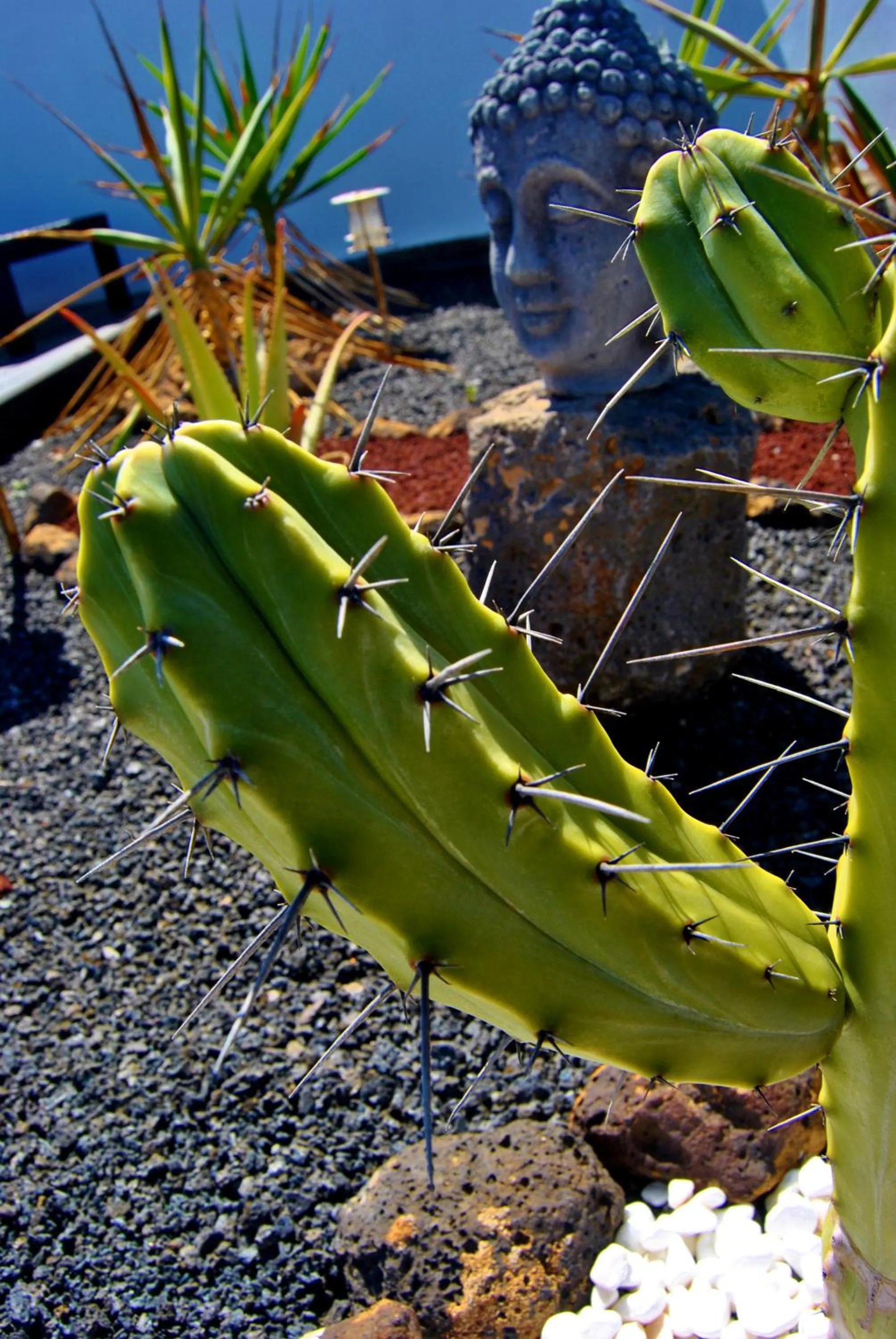 Garden, Other Animals in VIK Coral Beach