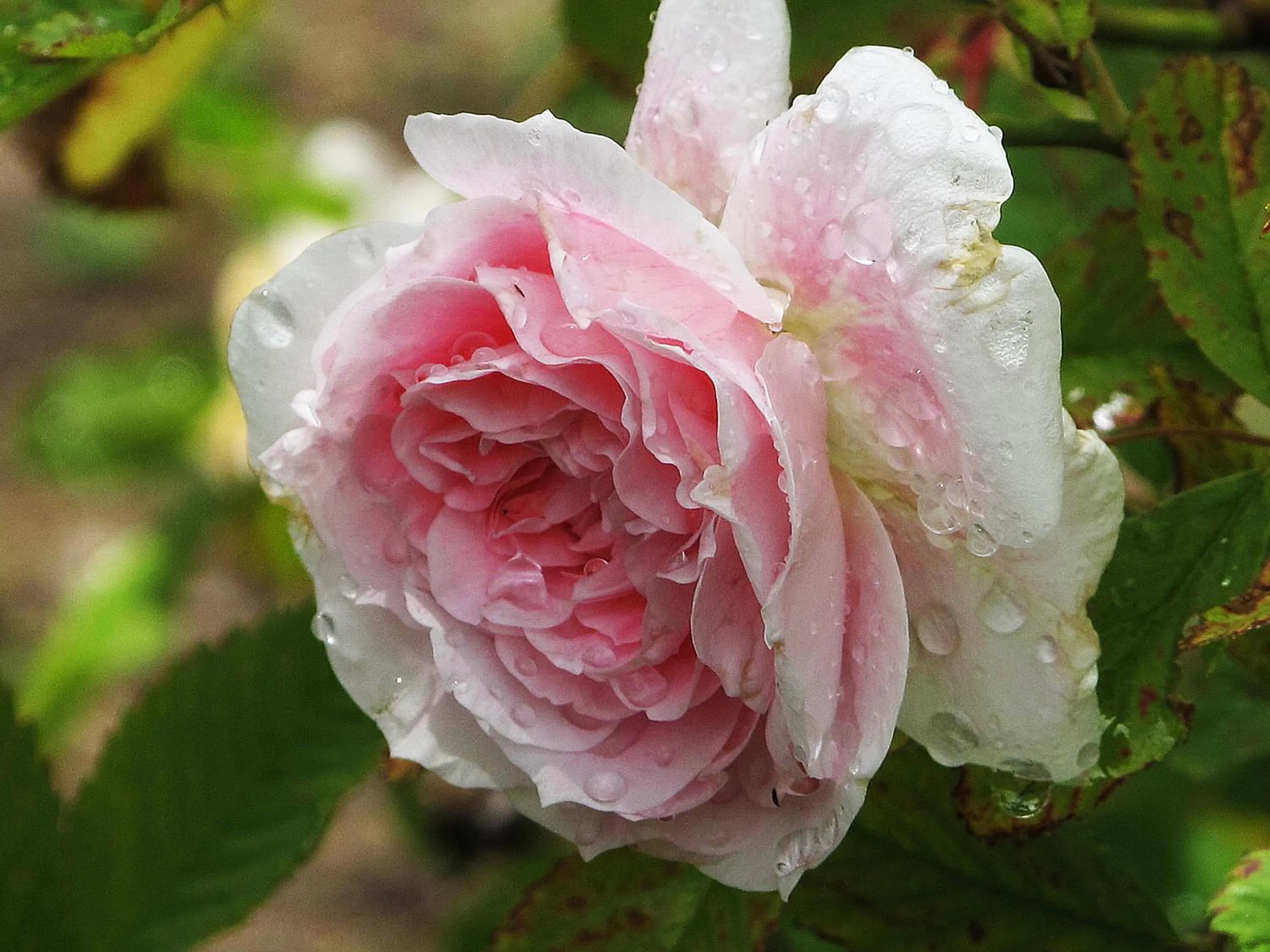 Hotell Turistgården i Simrishamn