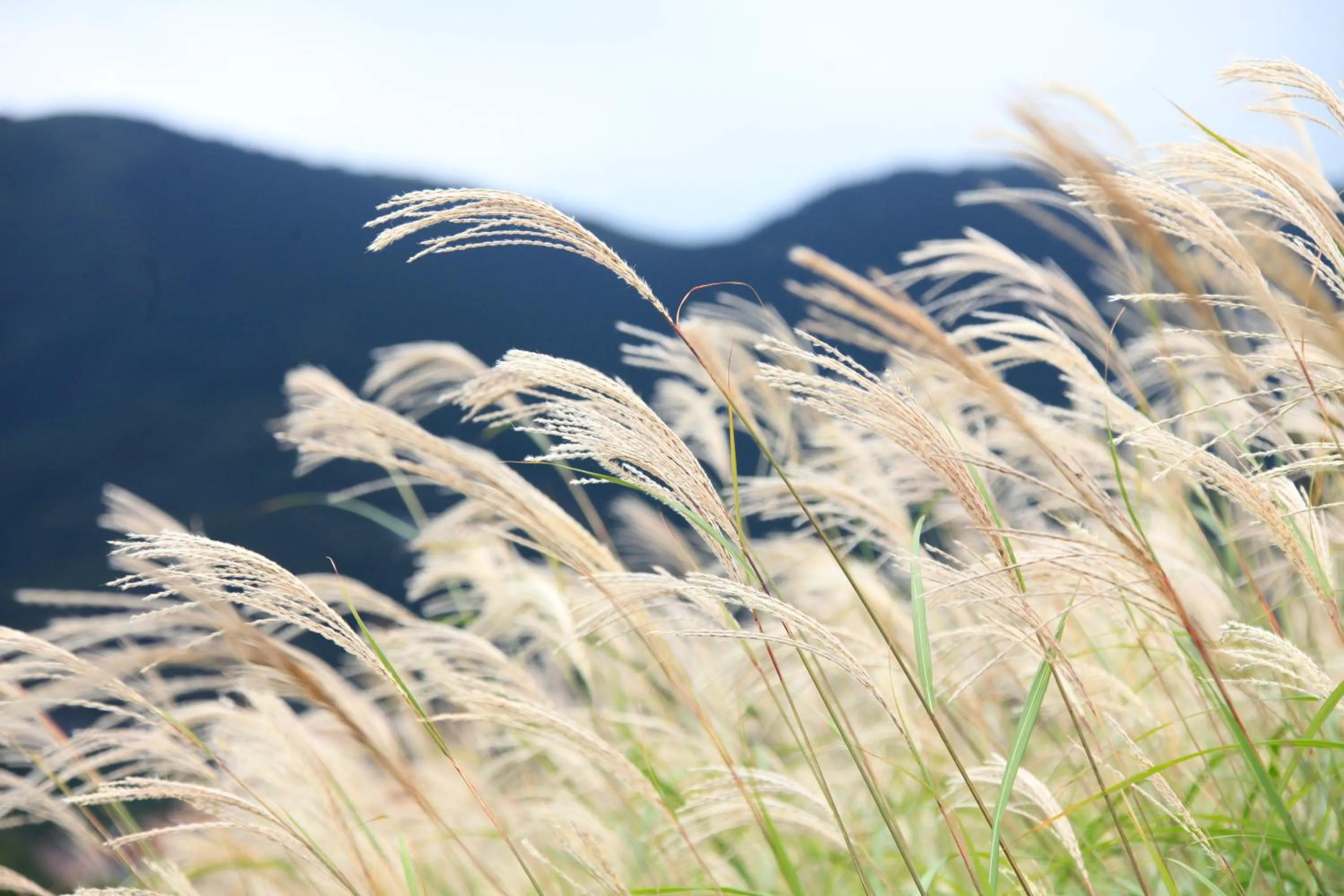 Seasons in Hakone Fuga - Adult Only