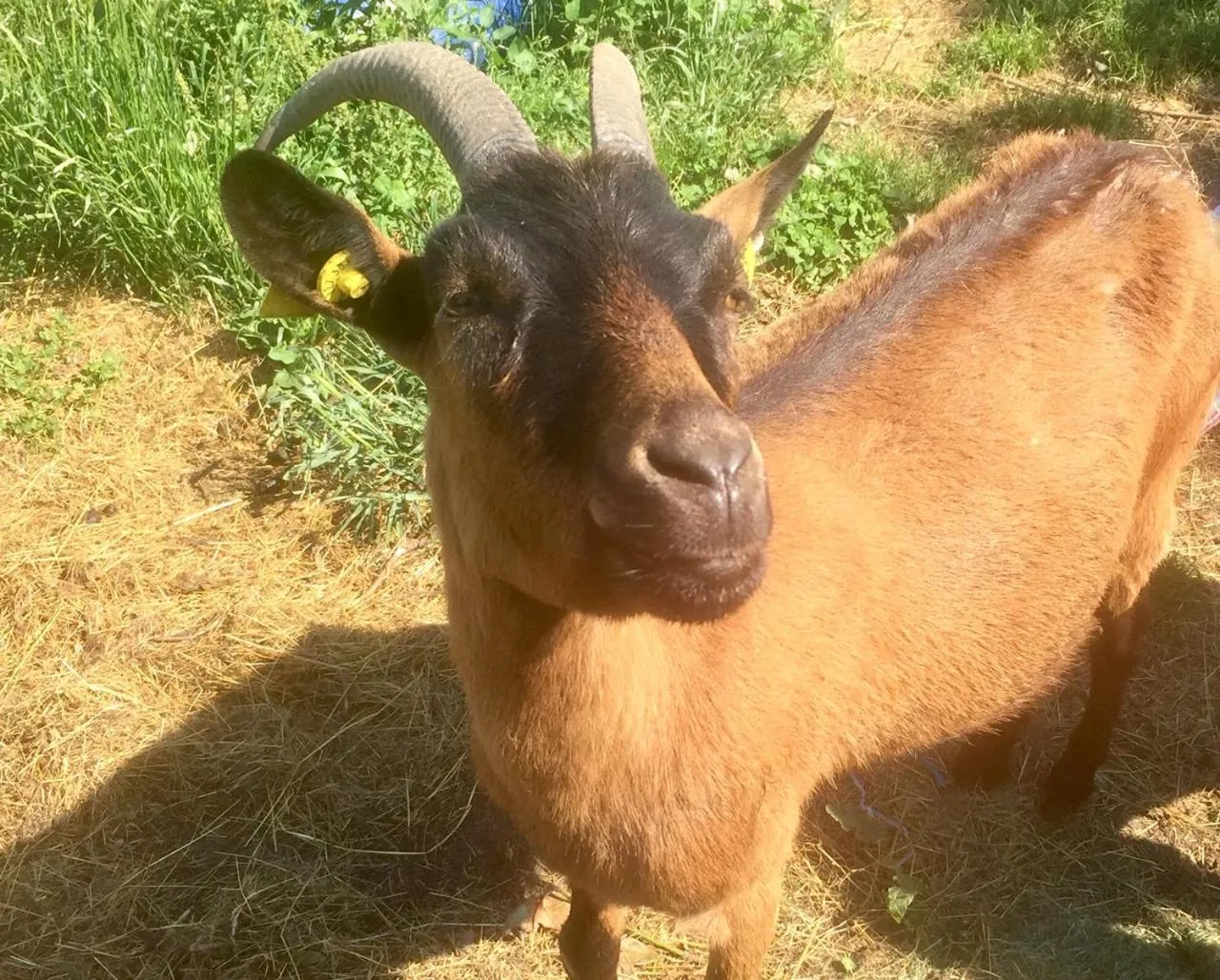 Pets in Yourte mongole