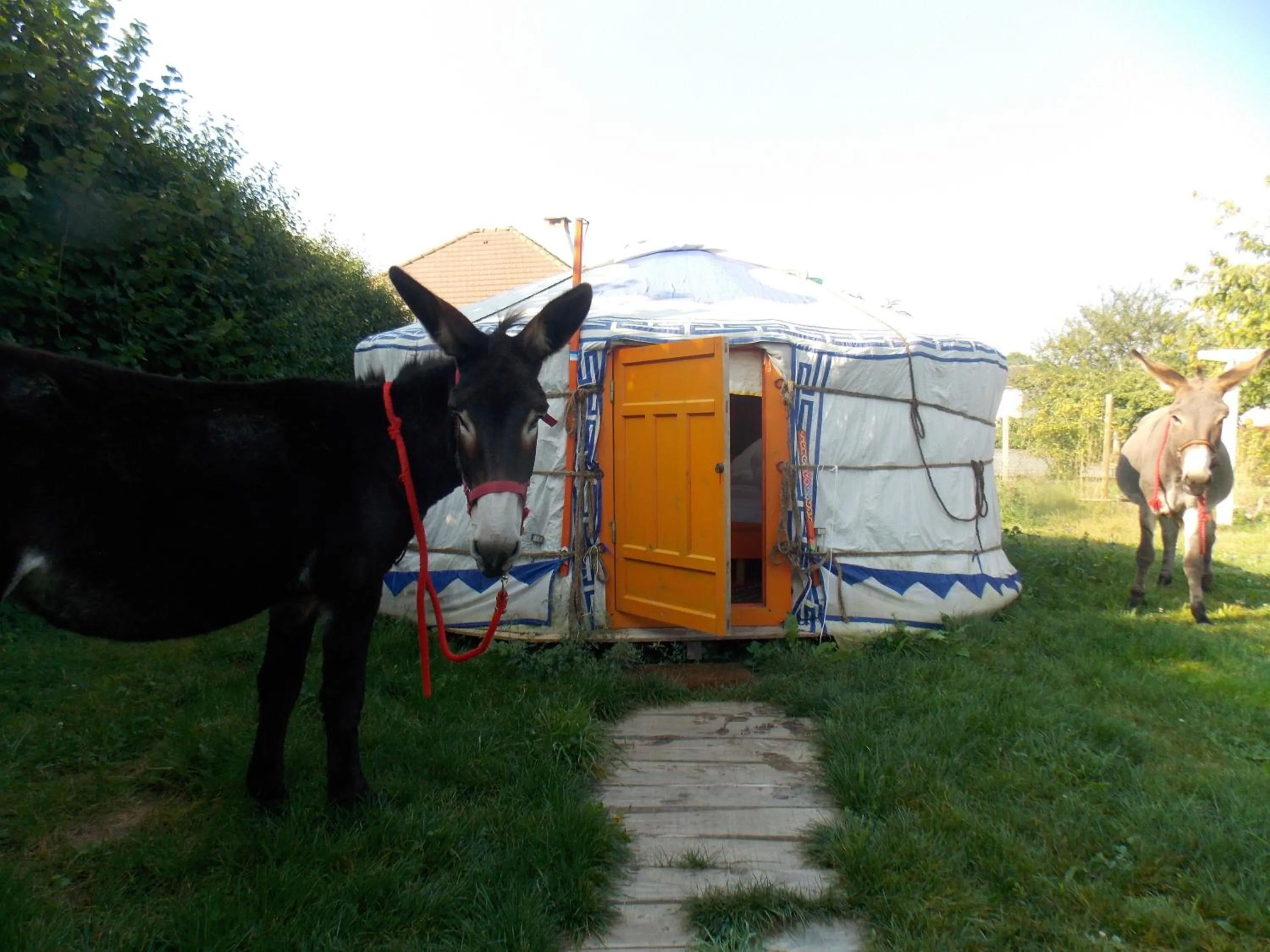 Garden in Yourte mongole