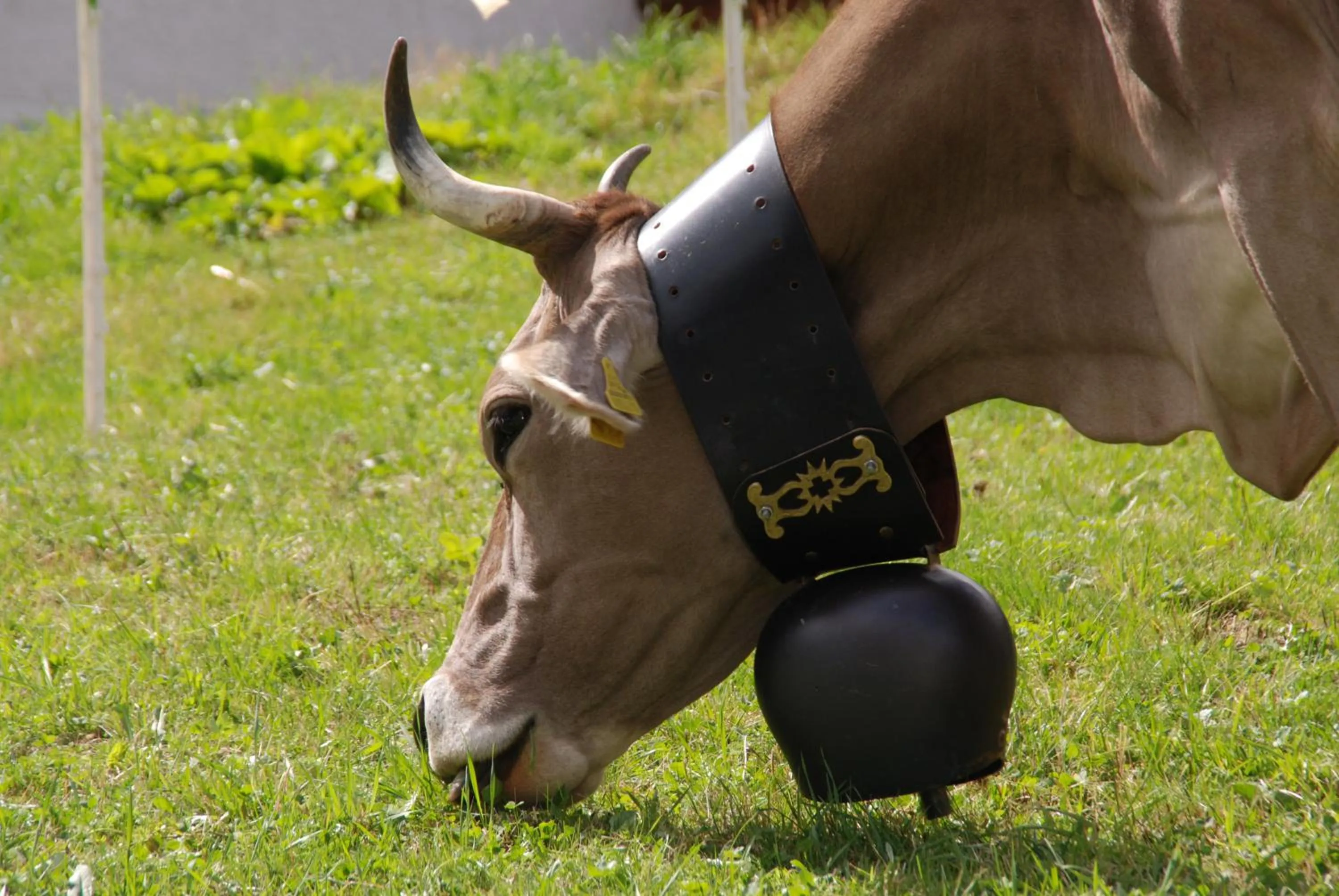 Animals in Alpenhotel zur Wildi Lauchernalp