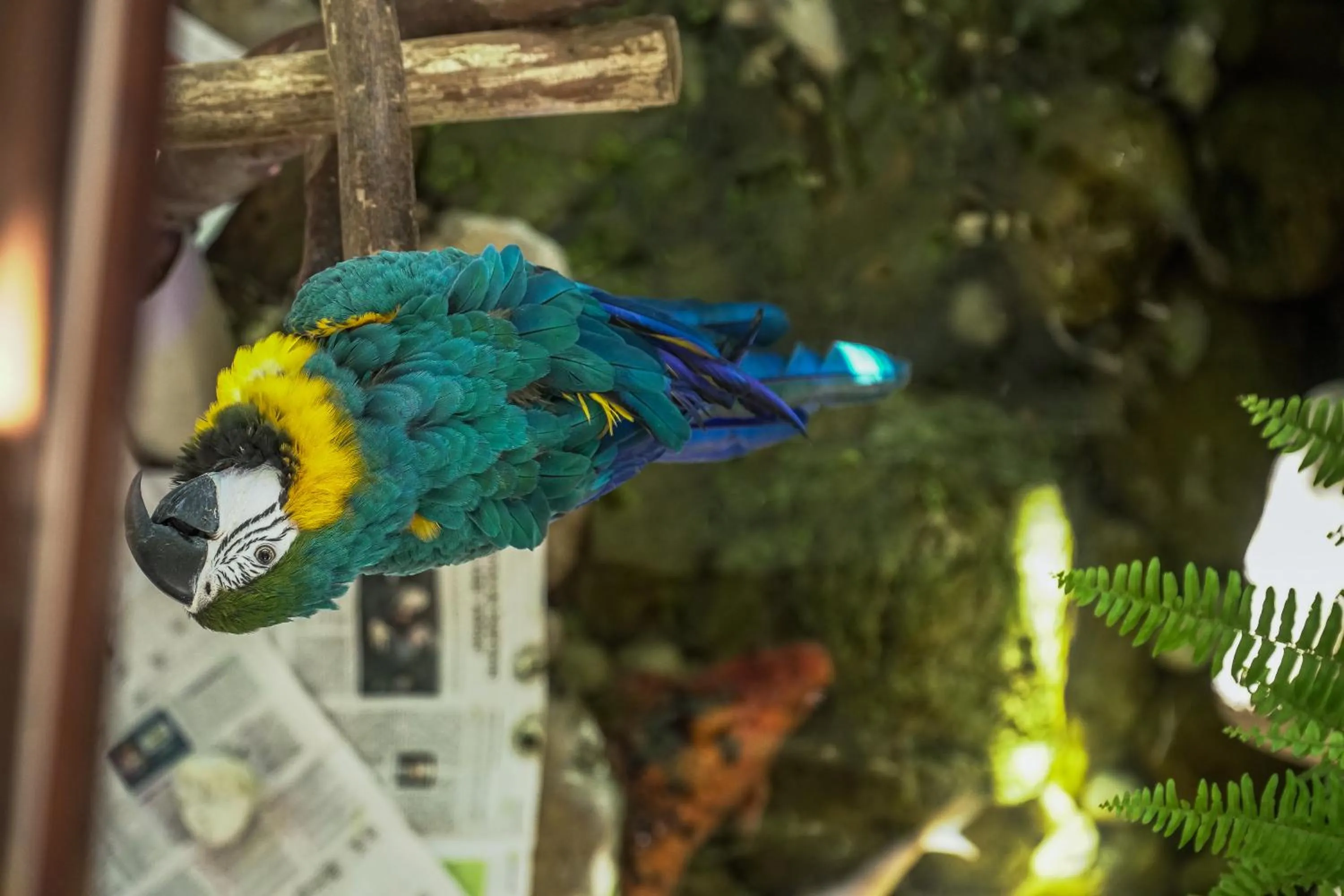 Animals in Hotel Vila Germânica