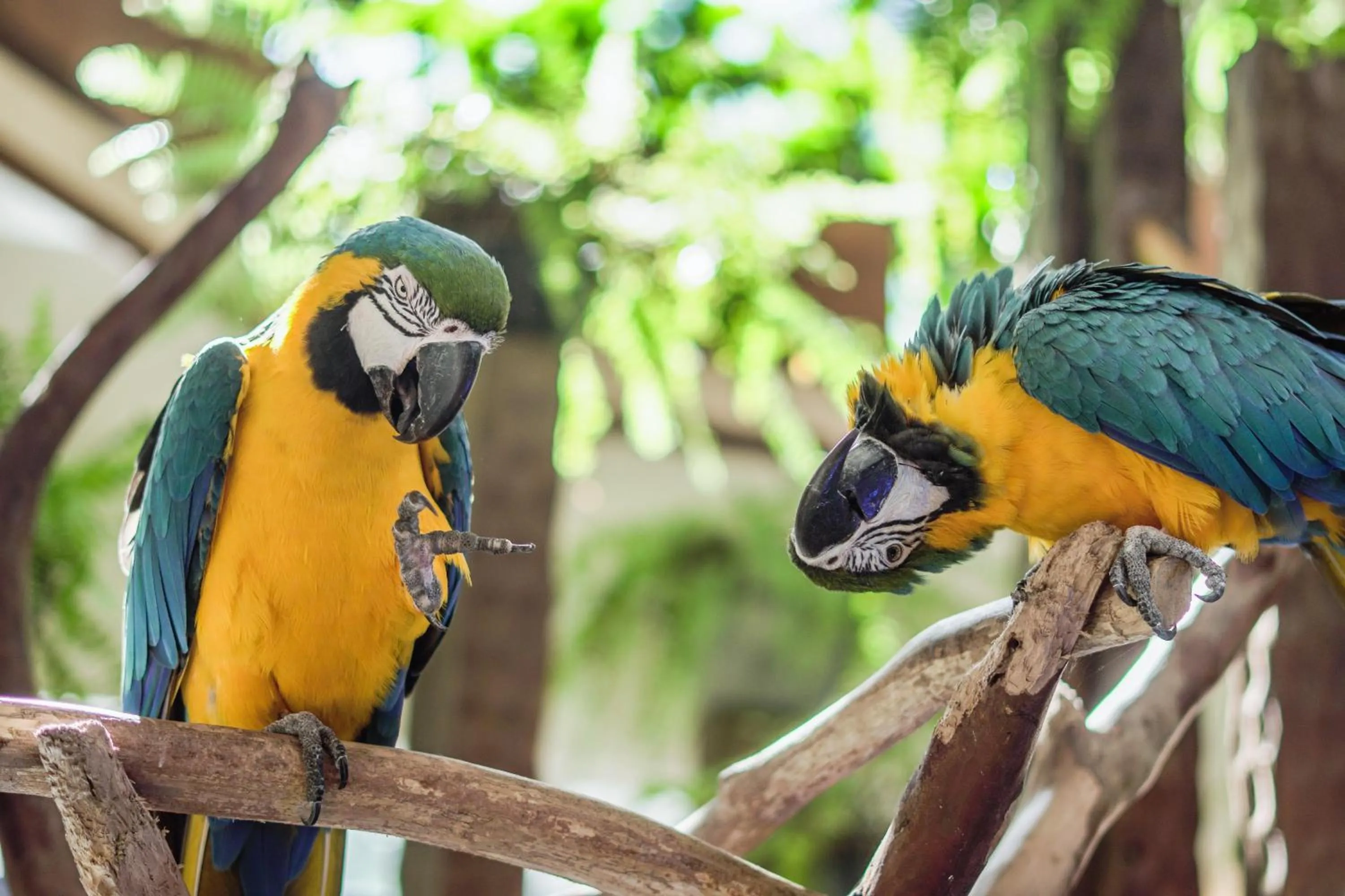 Animals in Hotel Vila Germânica