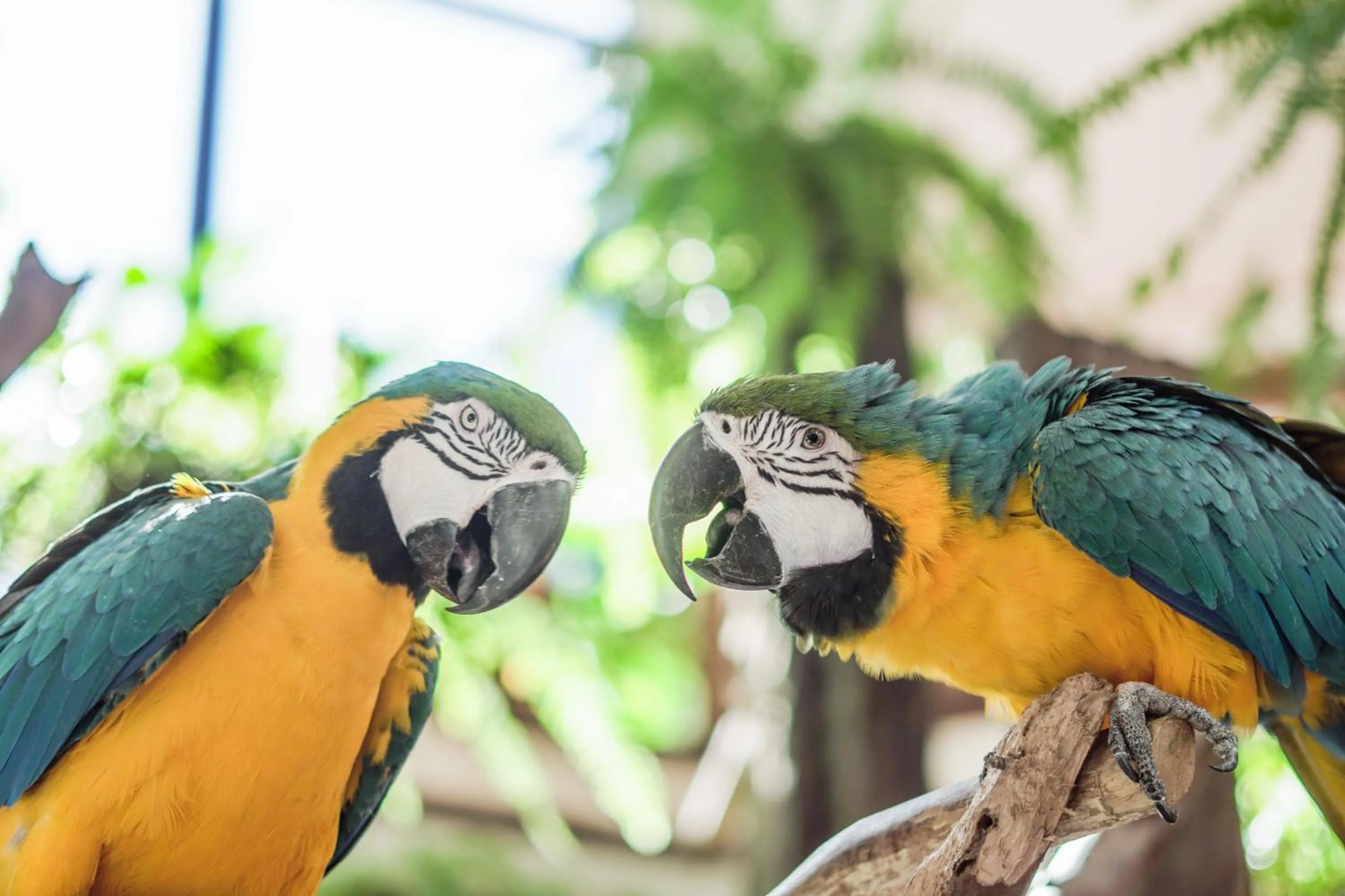 Animals in Hotel Vila Germânica