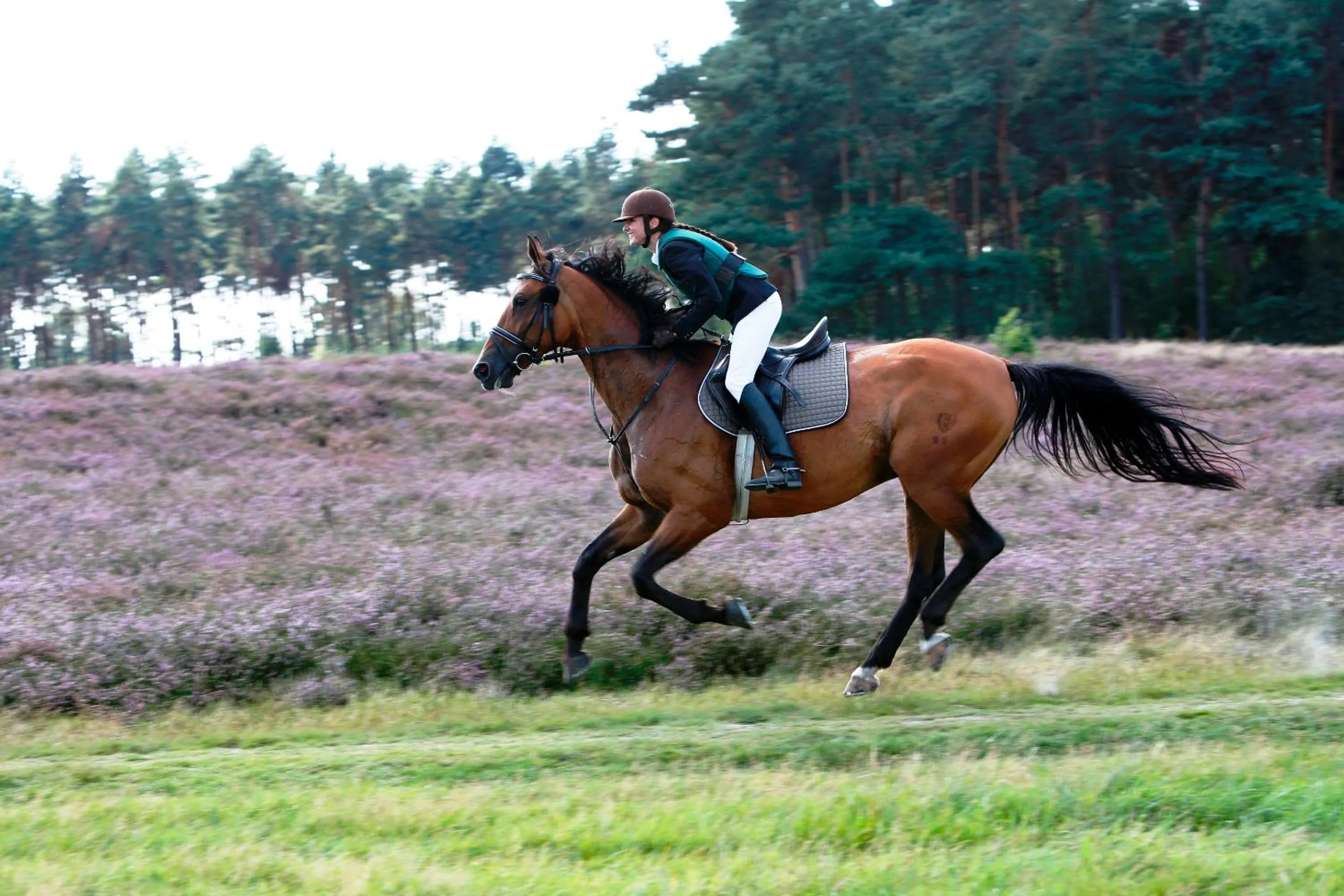 Horse-riding in Landhotel Baumanns Hof