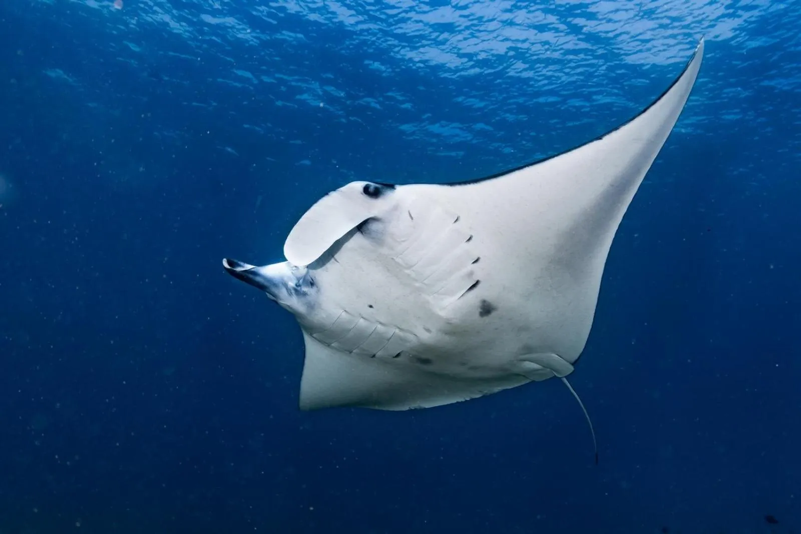 Activities in Dragon Dive Komodo Dive Resort