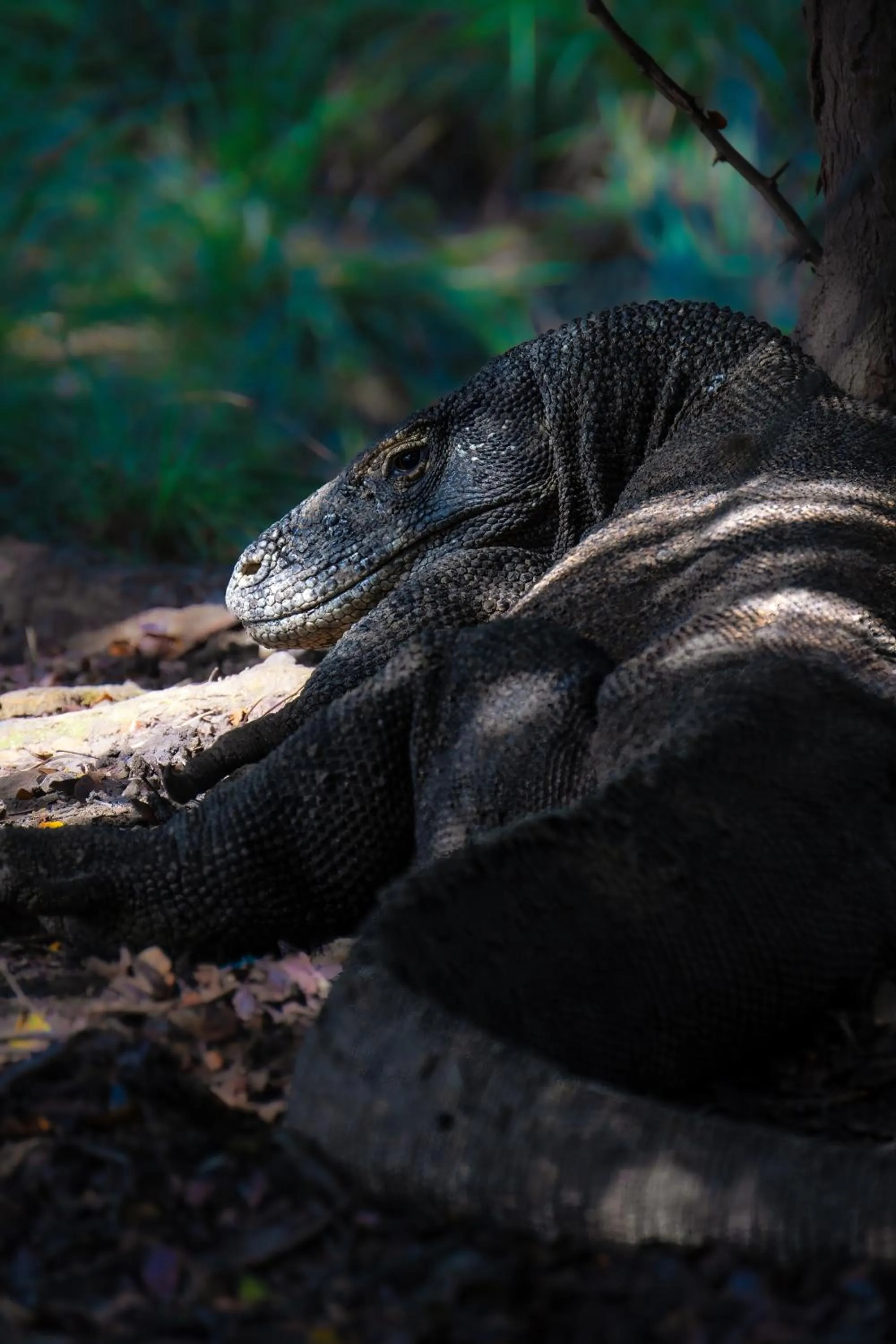 Activities in Dragon Dive Komodo Dive Resort