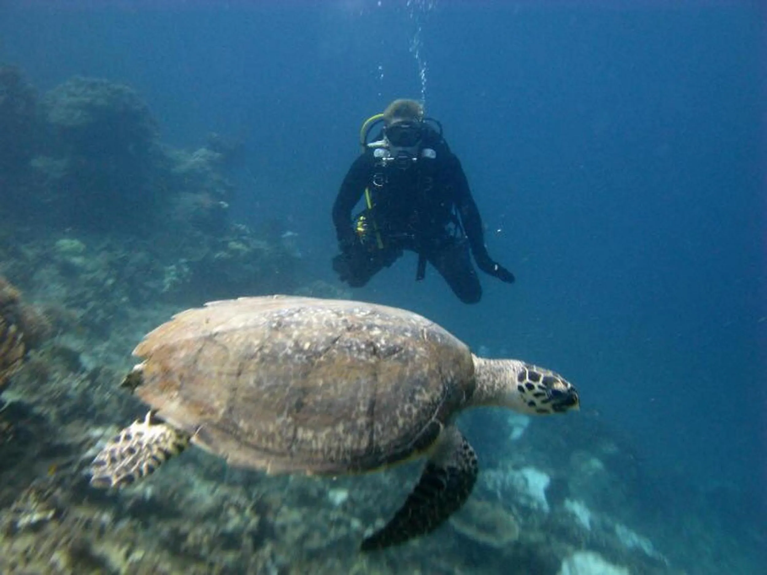 Diving in Seribu Resort Thousand Island