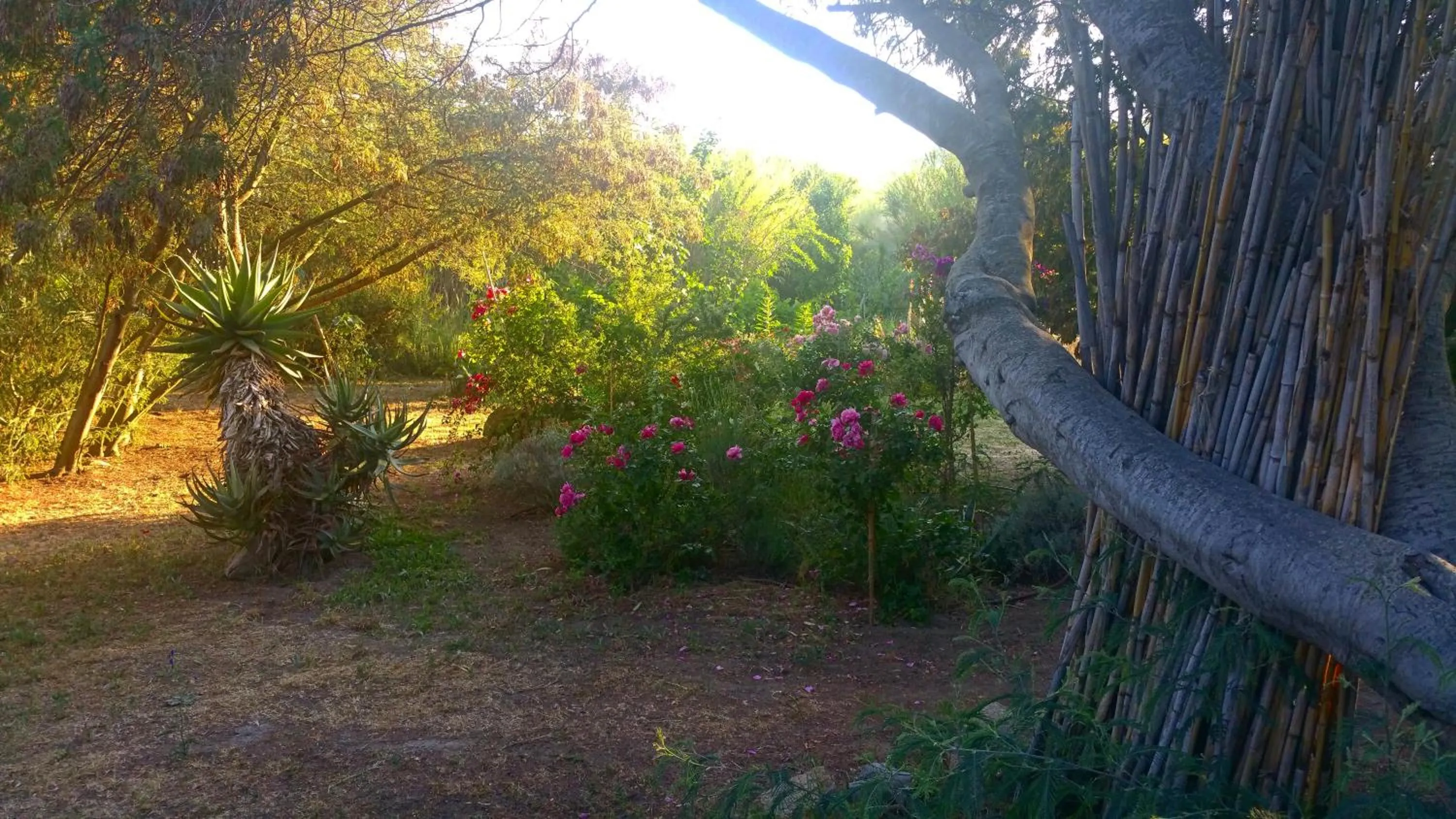 Garden in Casa Orsoni