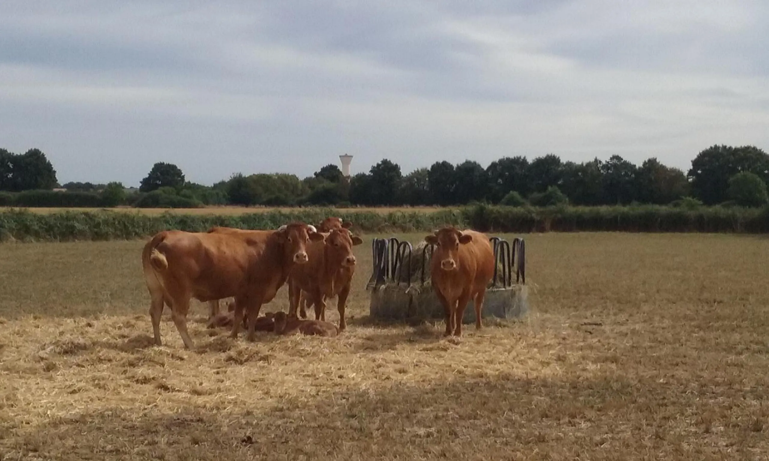 Animals in La Vieille Gorce Chambres d'Hôtes near Civray