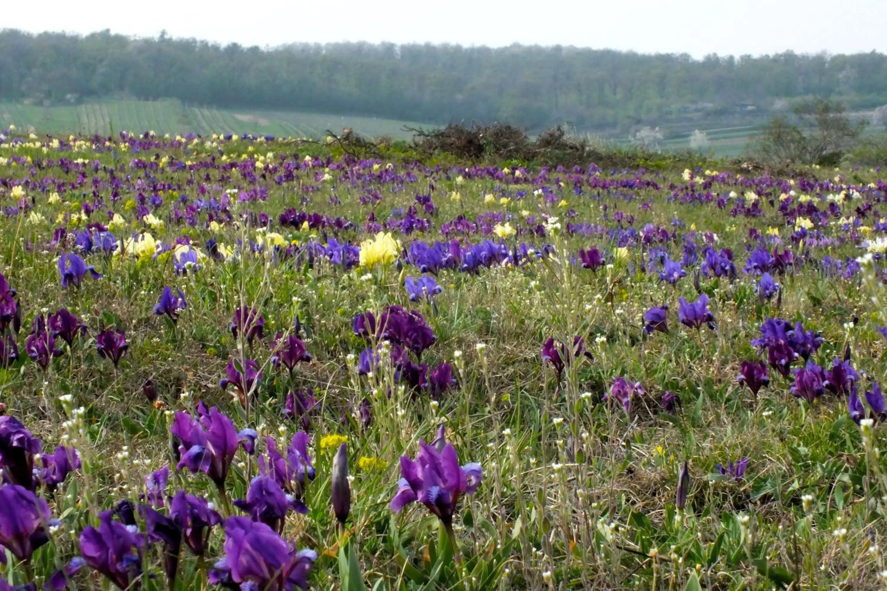 Turmhof Breitenbrunn